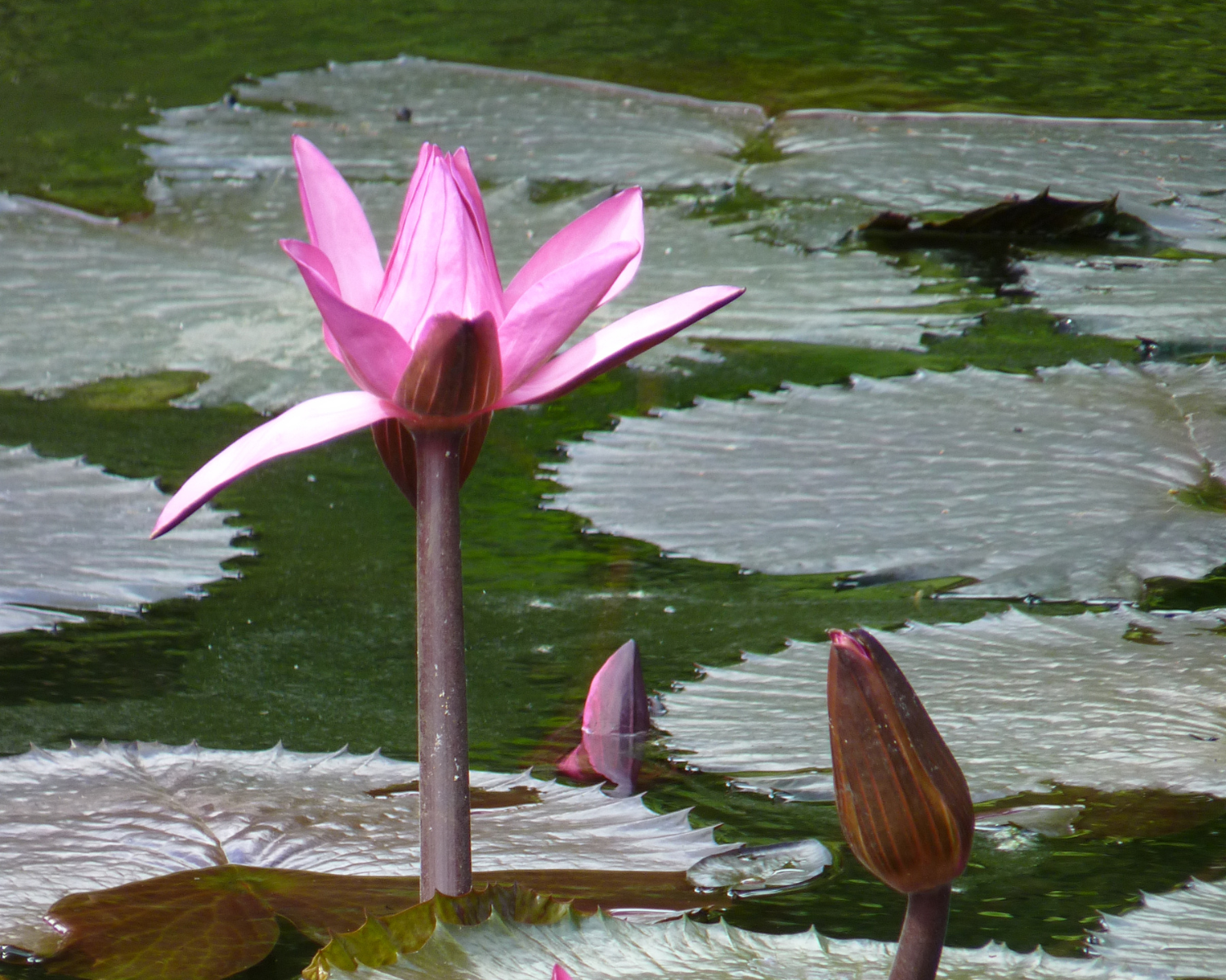 Sir Seewoosagur Ramgoolam Botanic Garden 1.png