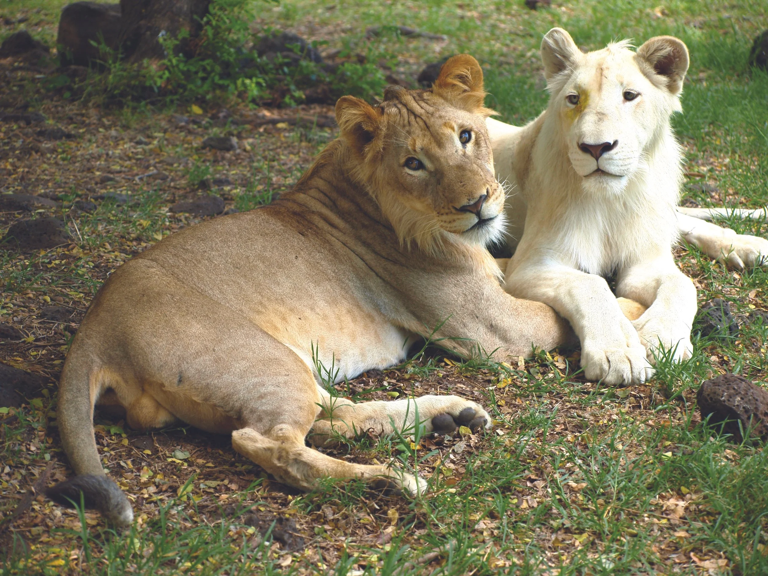 Lions.JPG