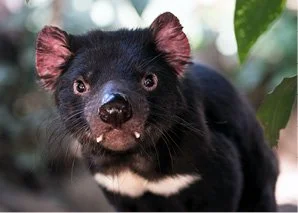 TASMANIA SHORT BREAK