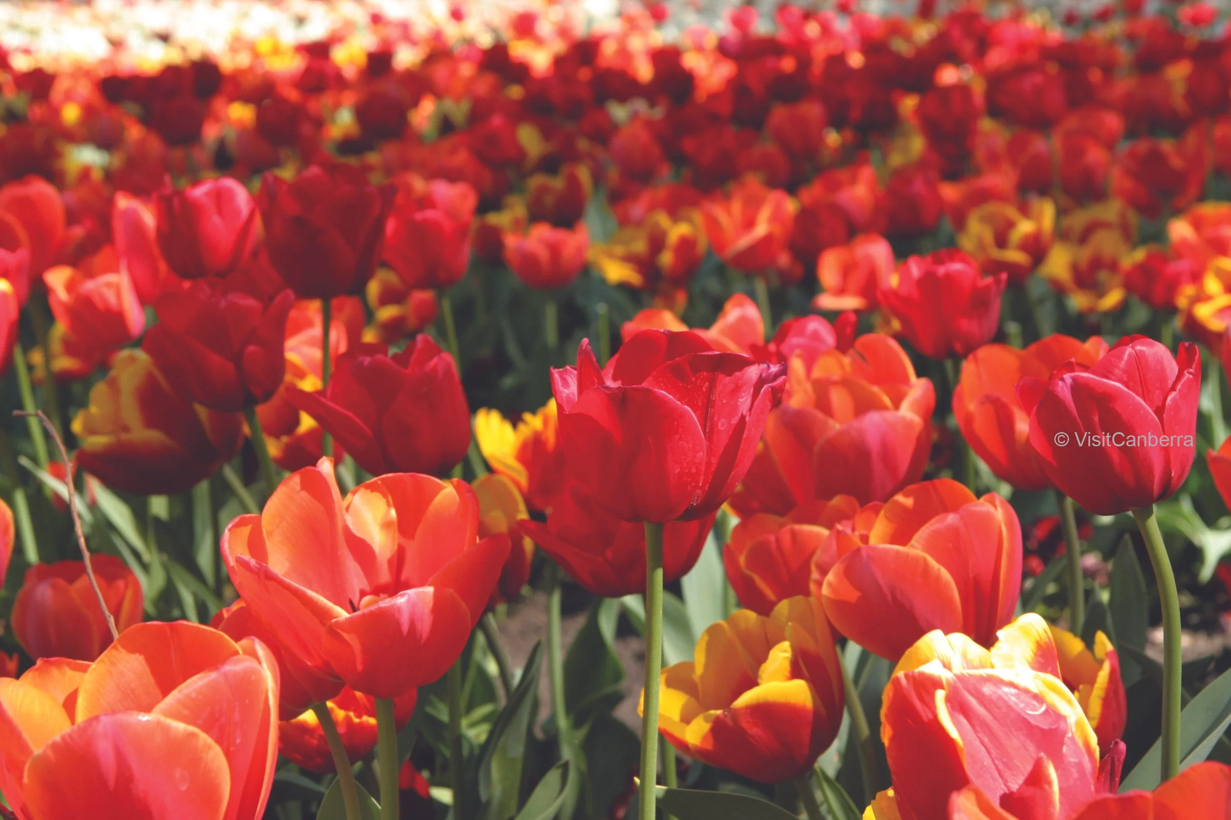 SOUTHERN HIGHLANDS - CANBERRA DISCOVERY