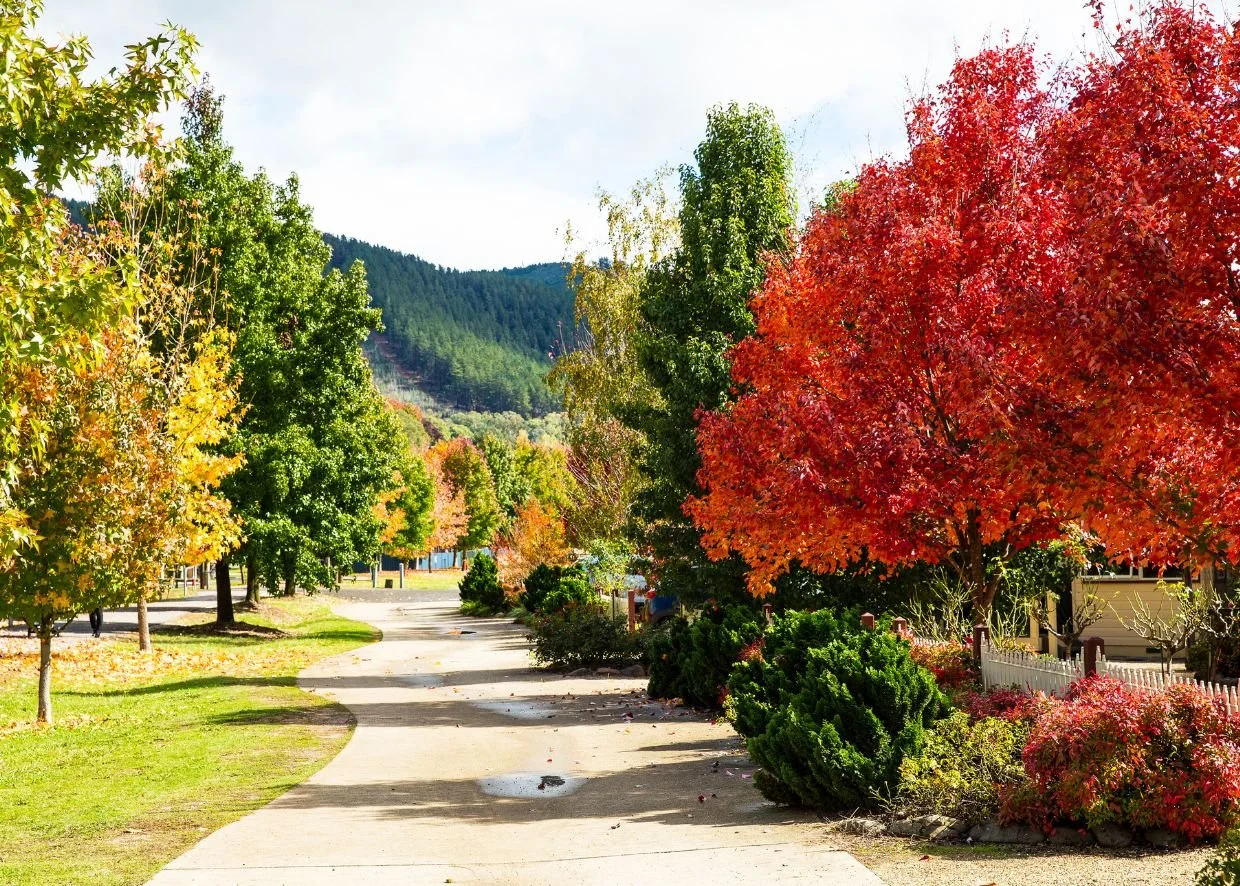 COLOURS OF AUTUMN IN THE VICTORIAN ALPINE REGION