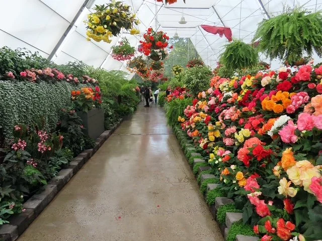 Mount Gambier Rowville Lysterfield PC - Begonias in Ballarat.JPG