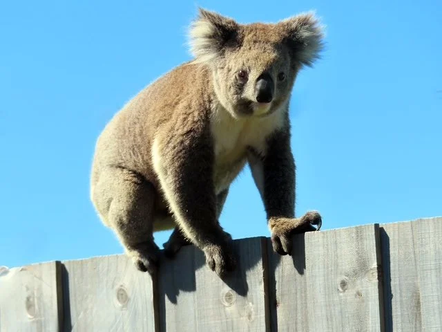 Mount Gambier Rowville Lysterfield PC -Koala.JPG