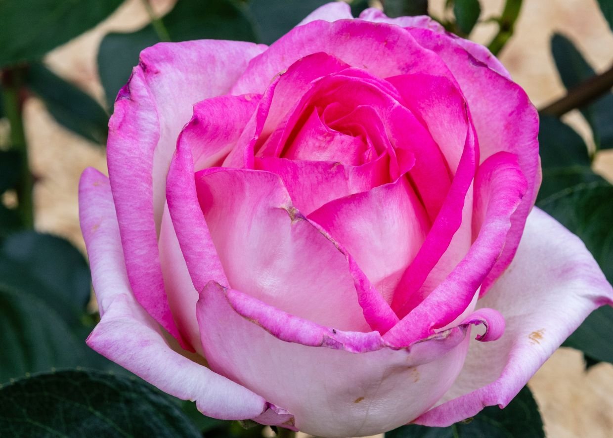 QUEENSLAND OUTBACK GARDEN TRAIL