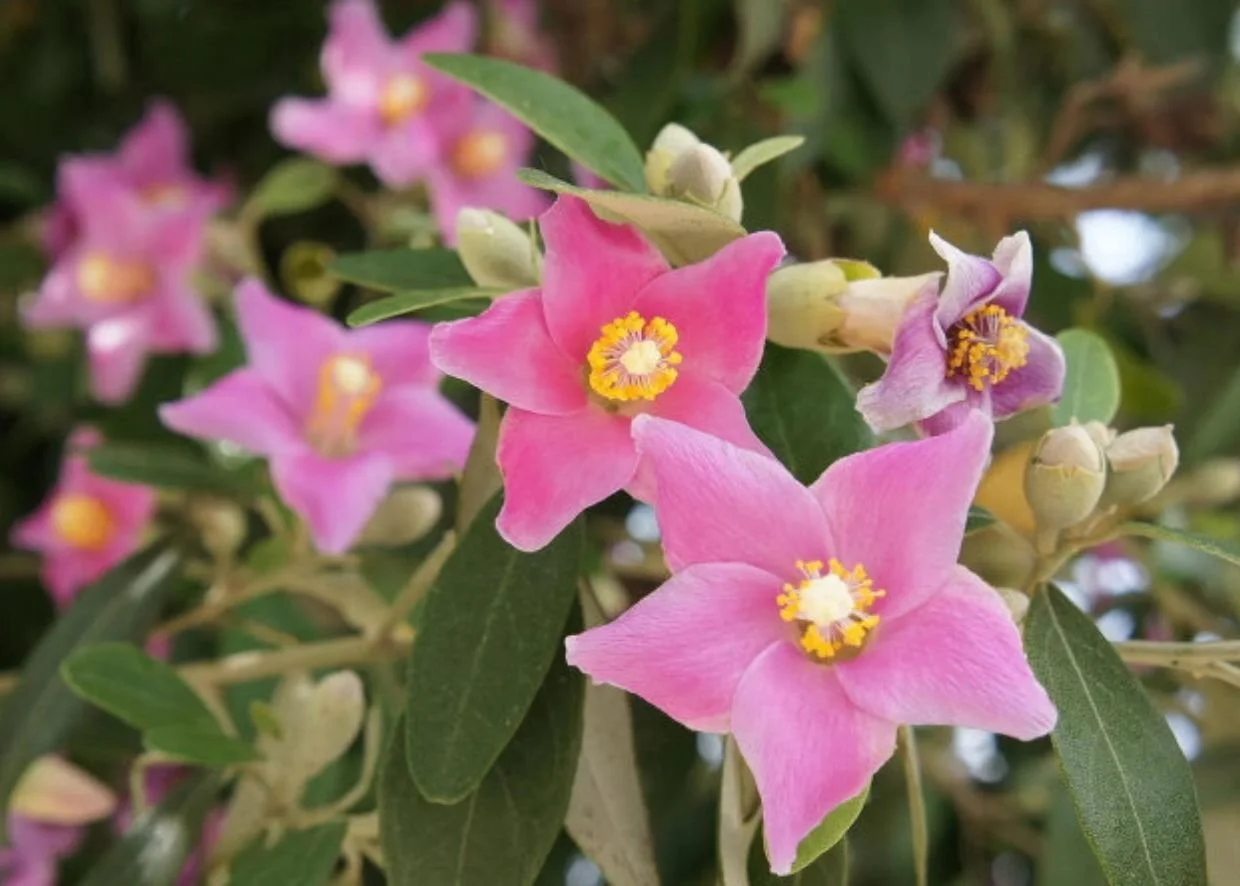 NORFOLK ISLAND GARDEN WEEK - SPRINGTIME IN PARADISE