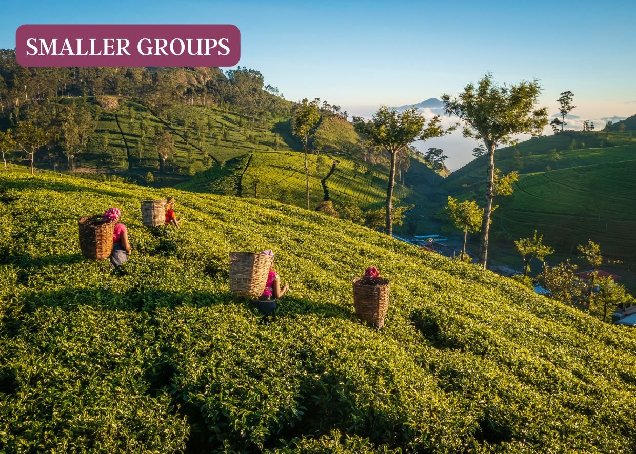 MYSTICAL SRI LANKA: TEMPLES, ELEPHANTS &amp; TEA TRAILS