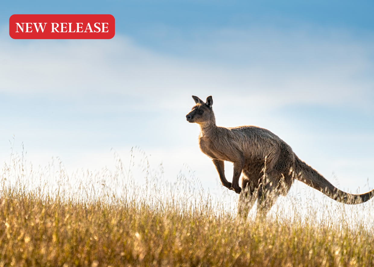 SOLO SOUTH AUSTRALIA