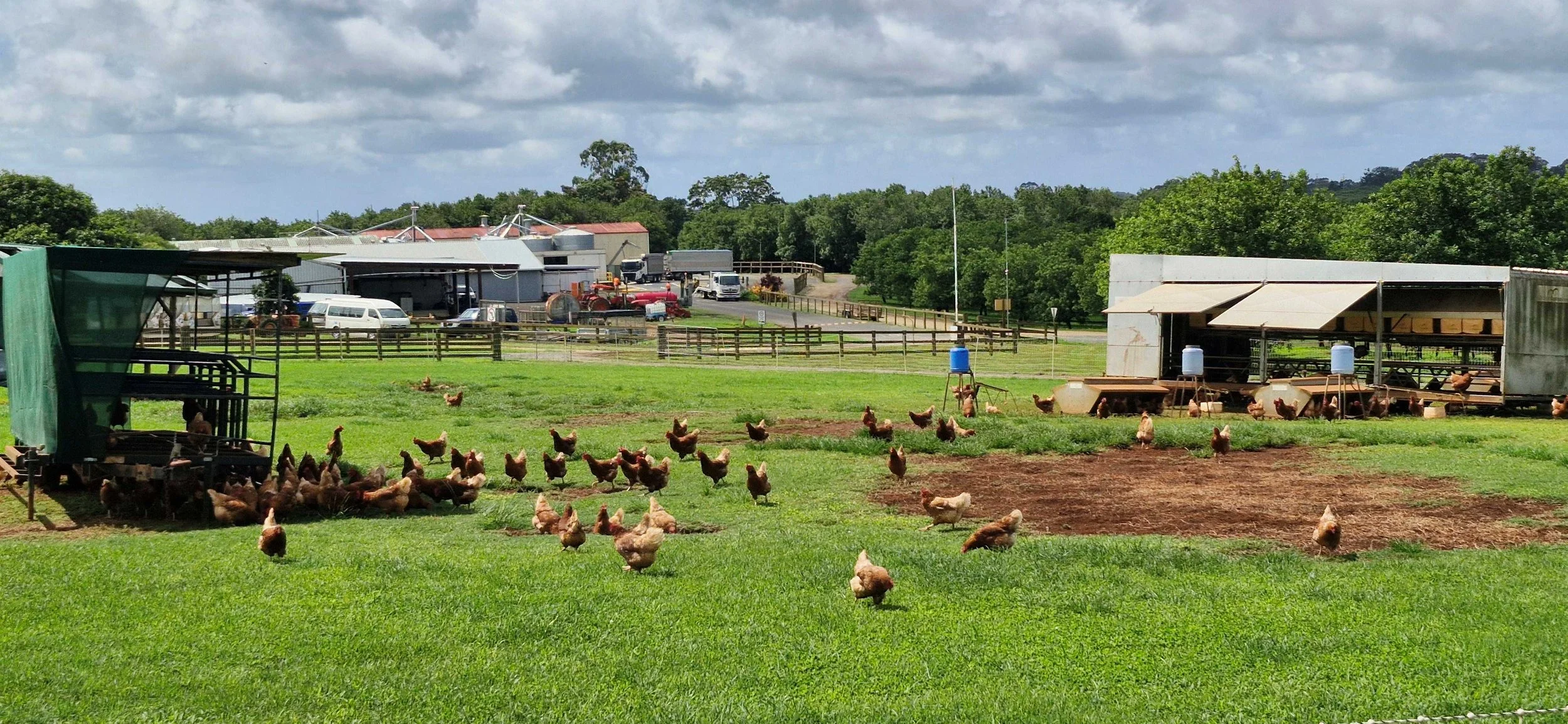 fresh eggs every day 1.jpg