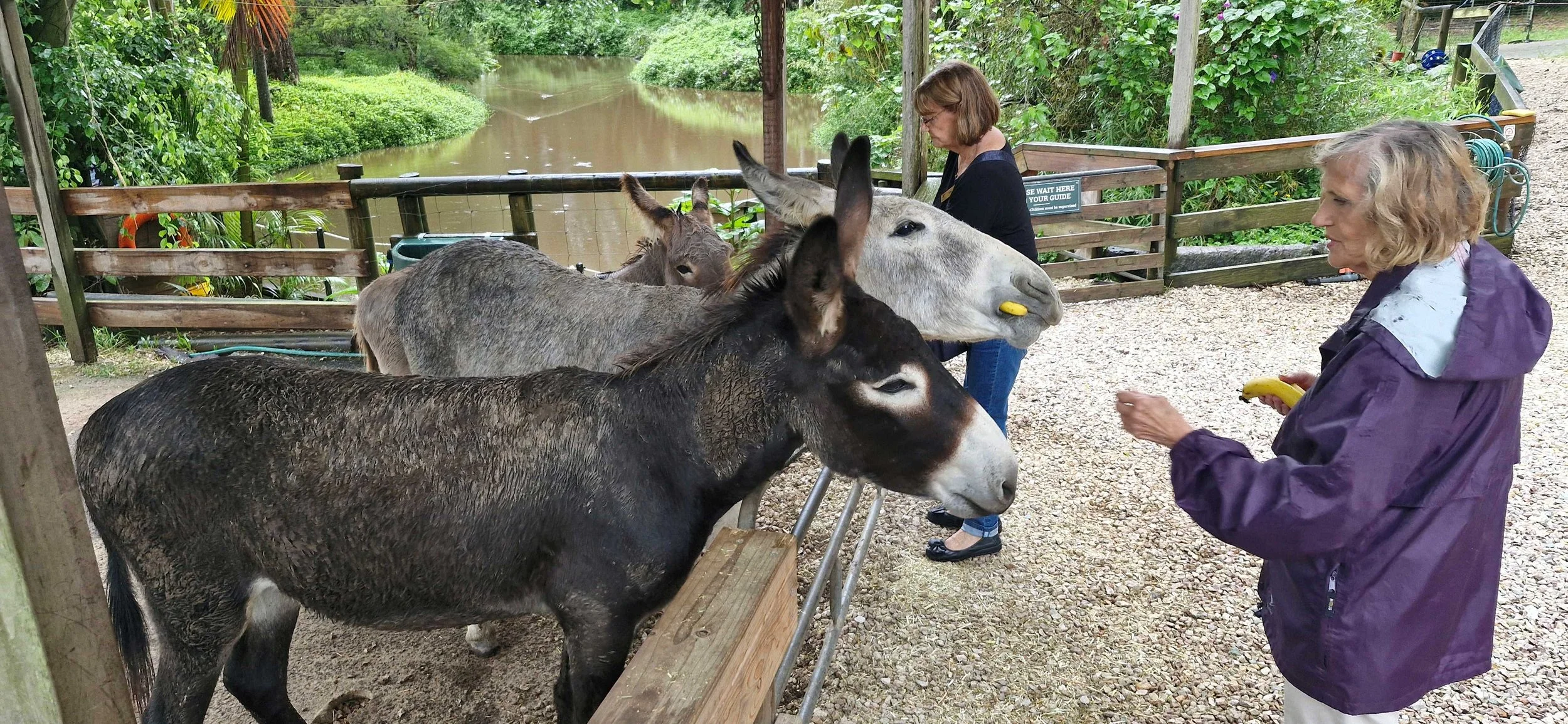 Donkeys eating bananas.jpg