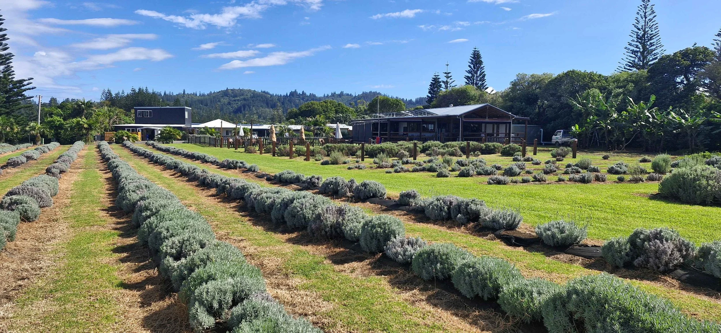 lavender farm 3.jpg