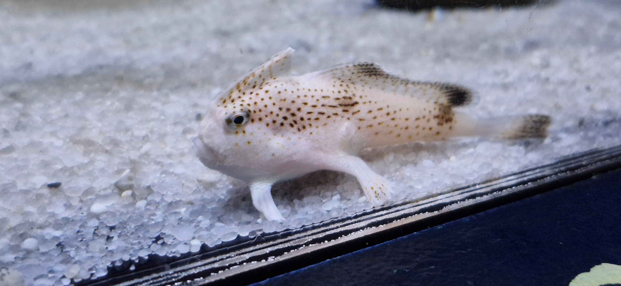 TTP190326_Tasmania_hand fish 4.jpg