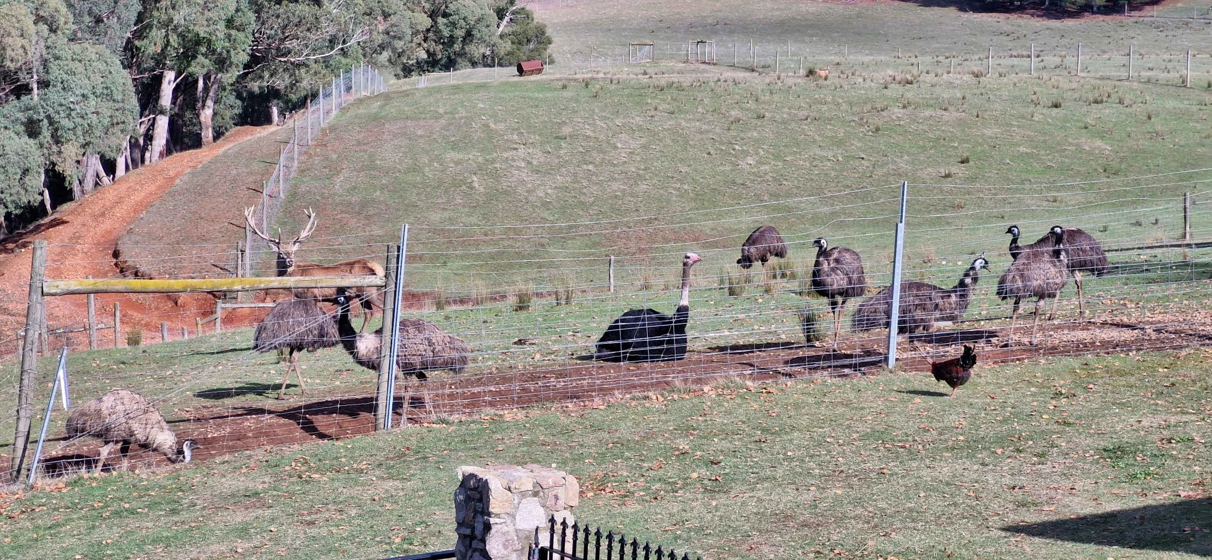 just some of the animals deer farm.jpg