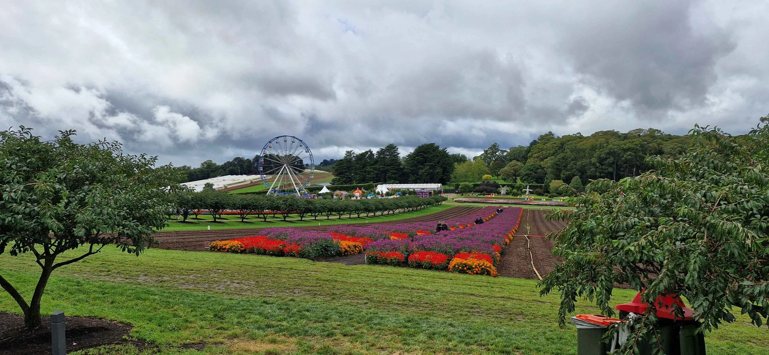 tesselaar flower show .jpg