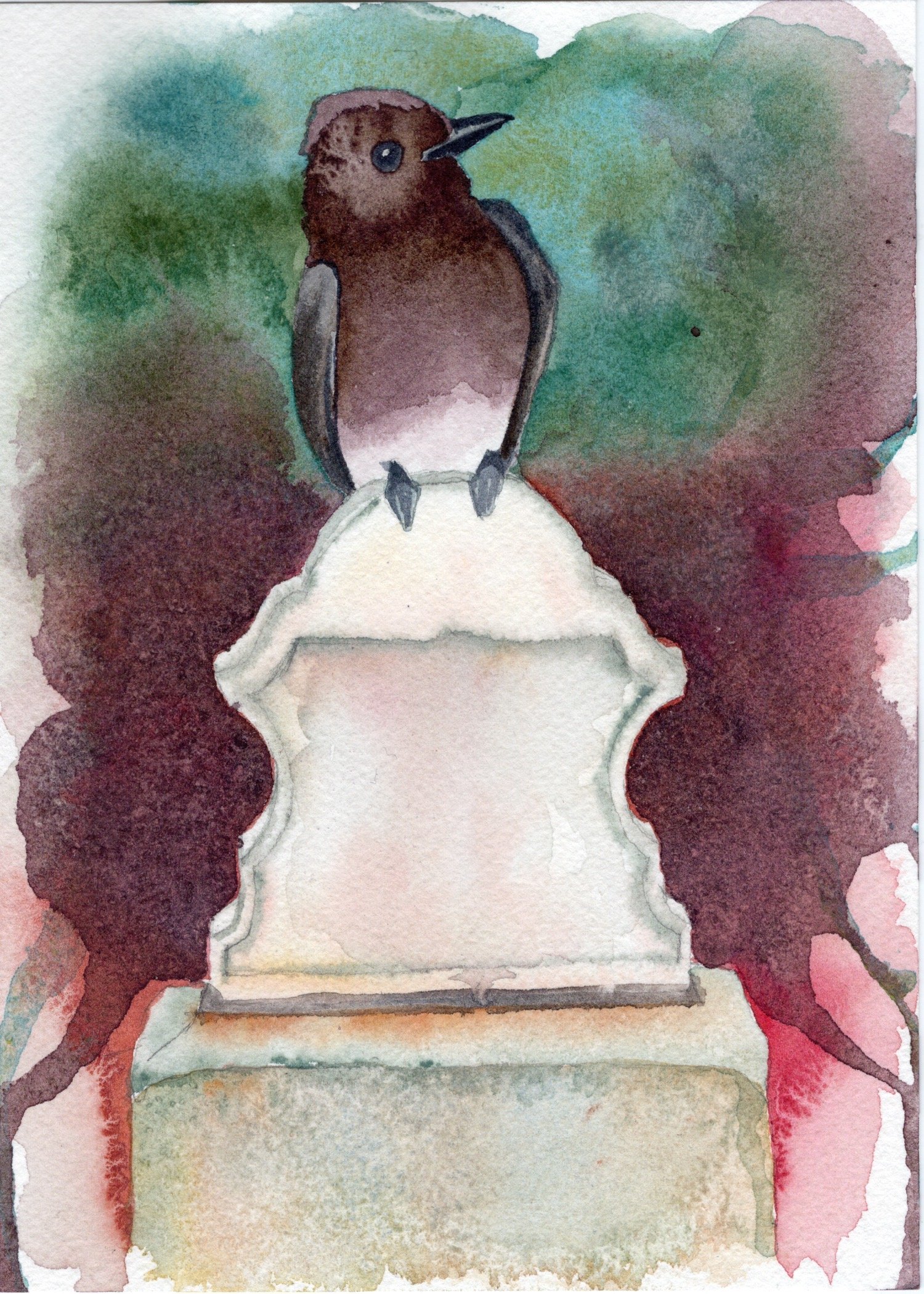 Black Phoebe. Watercolor on Paper. 5"x7". 2025.