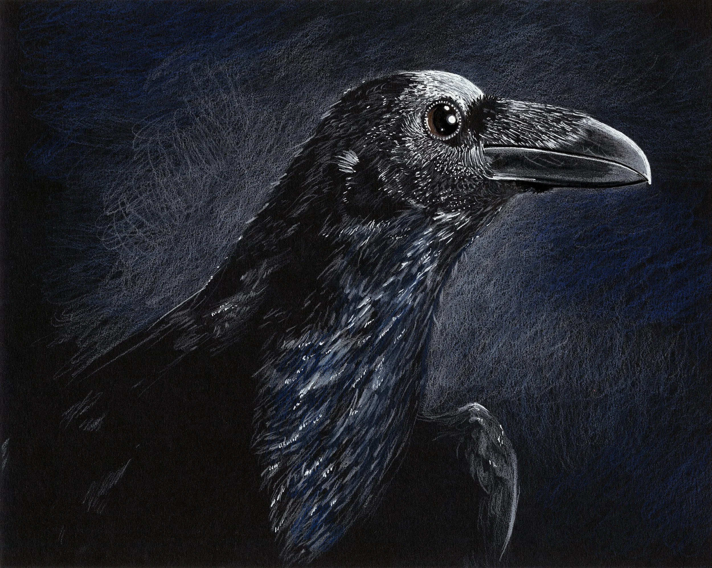 The Raven. Colored Pencil and Ink on Black paper. 8"x10". 2014.