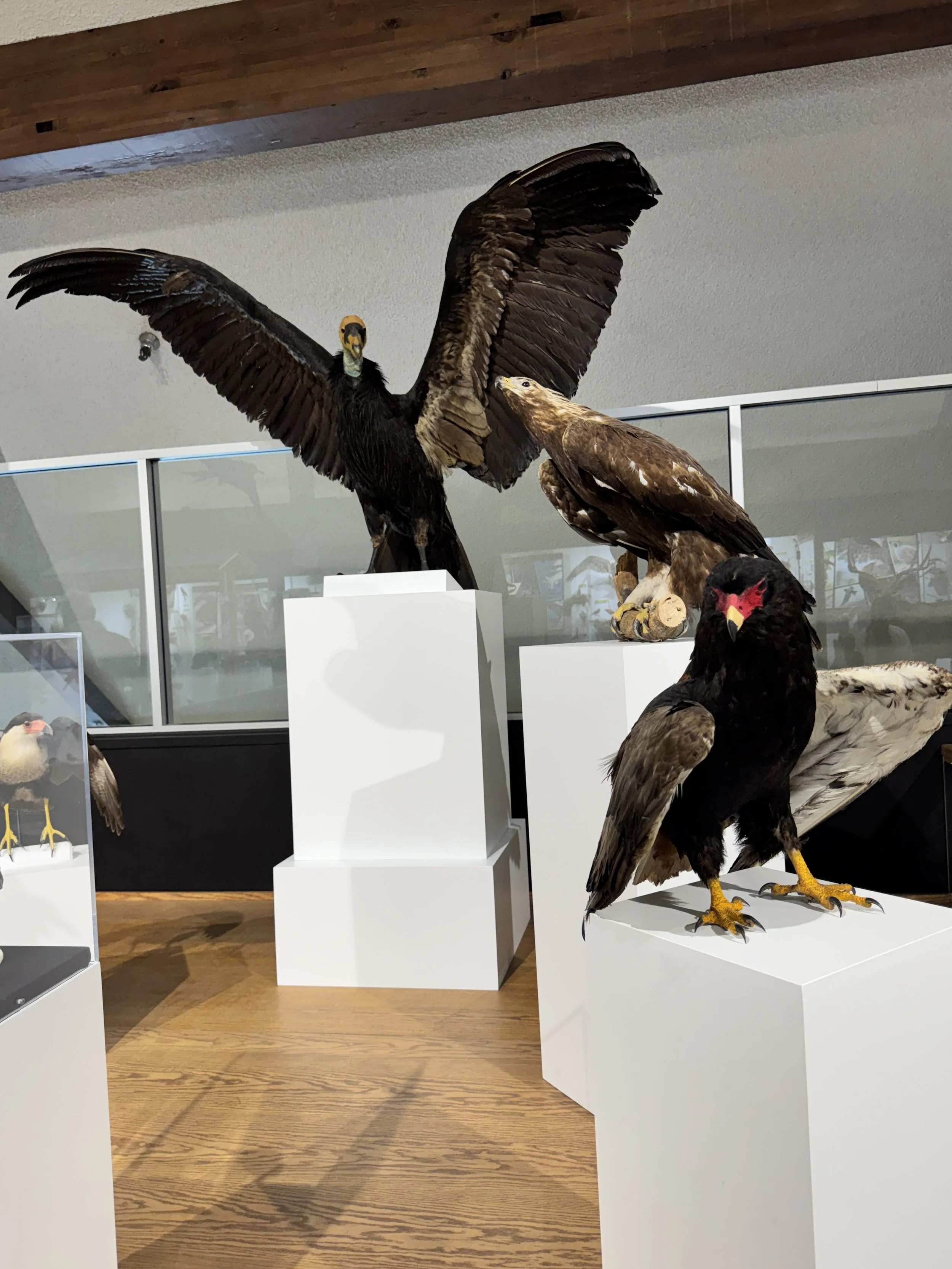 Taxidermy Birds