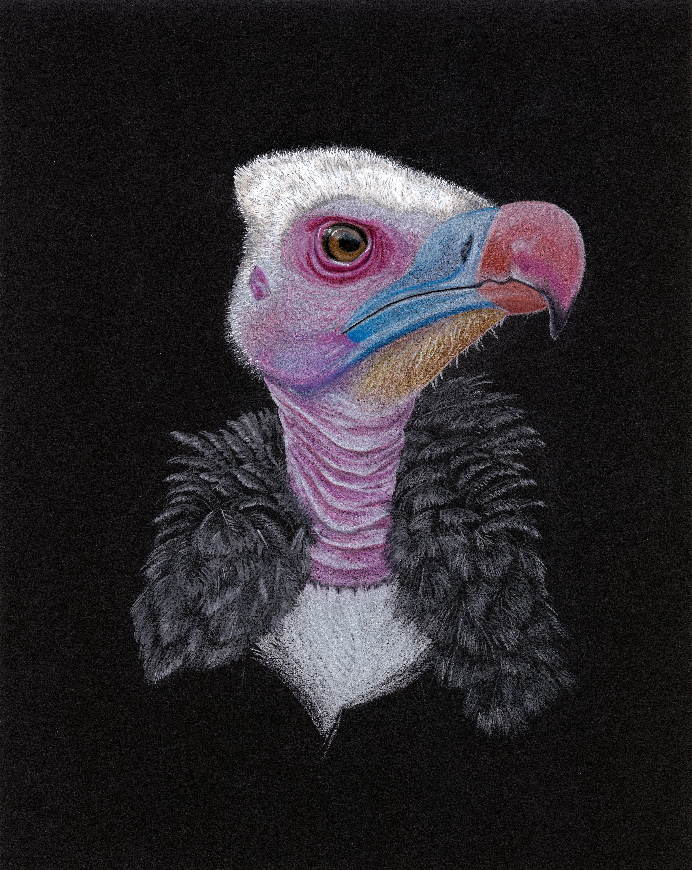 The White-Headed Vulture. Colored Pencil on Black paper. 8"x10". 2015.