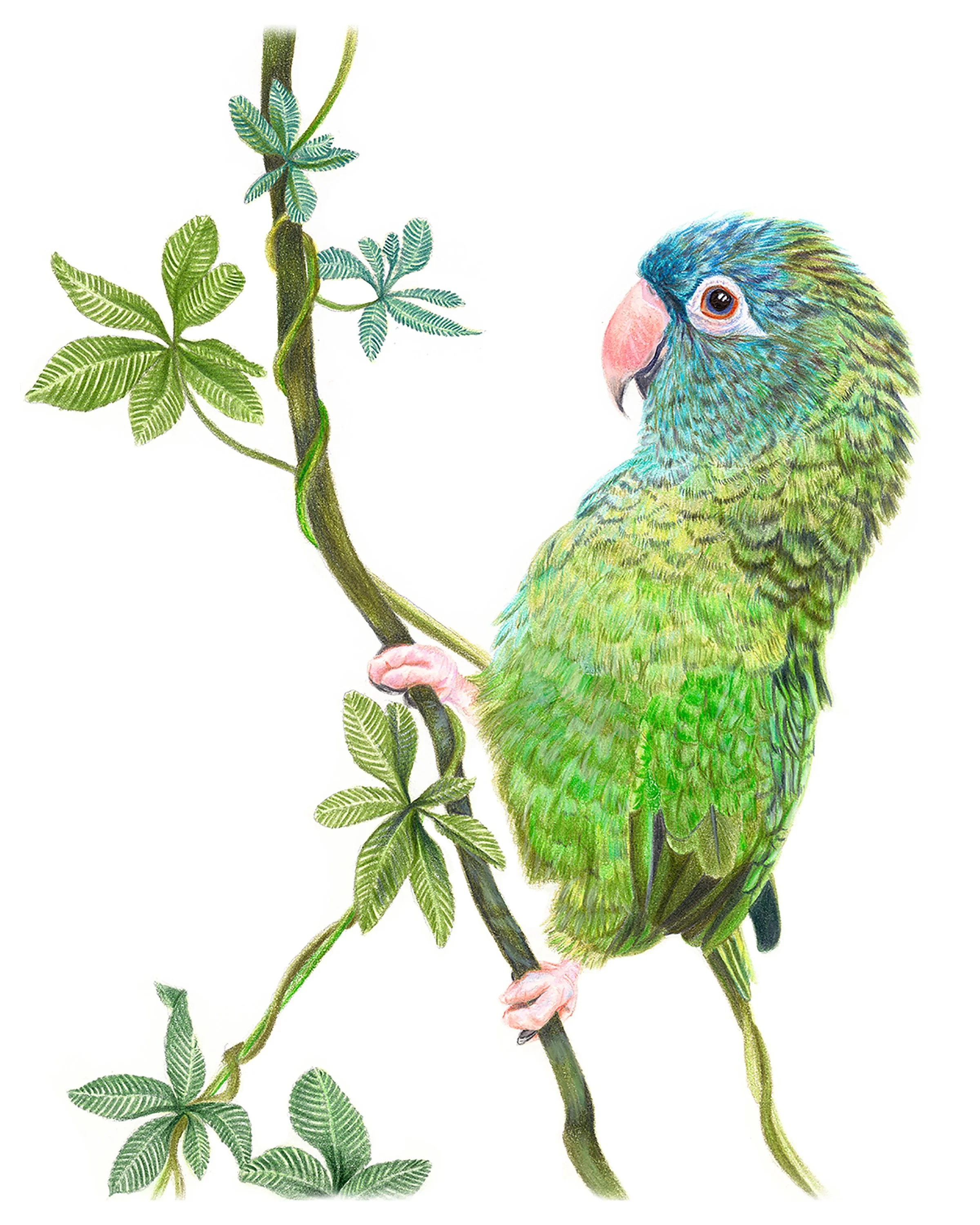 Negan the Blue-Crowned Conure. Colored Pencil on paper. 8"x10". 2019.