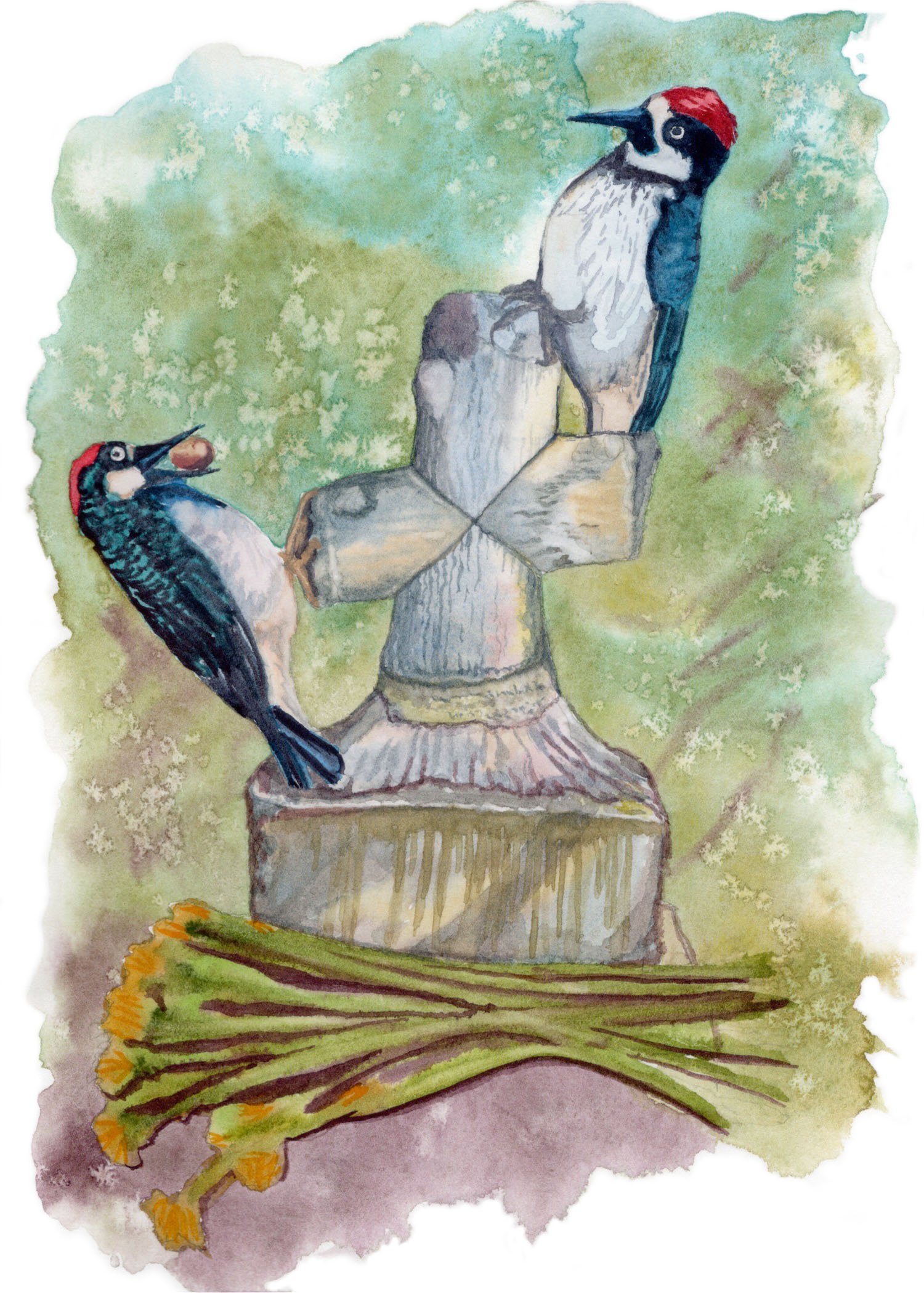 Acorn Woodpecker. Watercolor on paper. 5"x7". 2025.