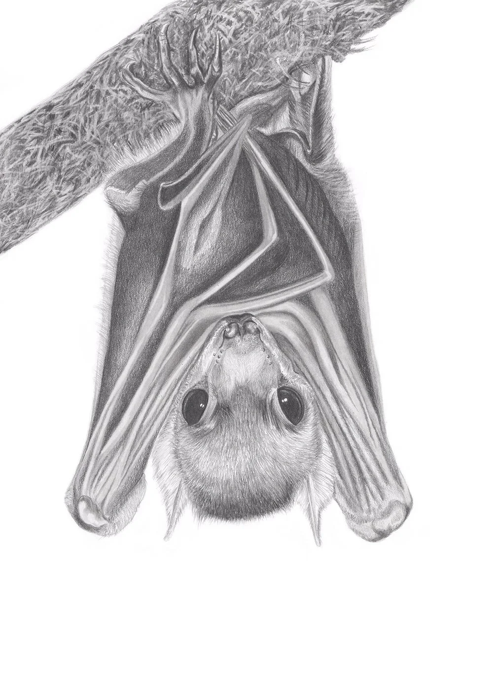 Creature of the Night. Graphite on Paper. 9"x12" 2016.