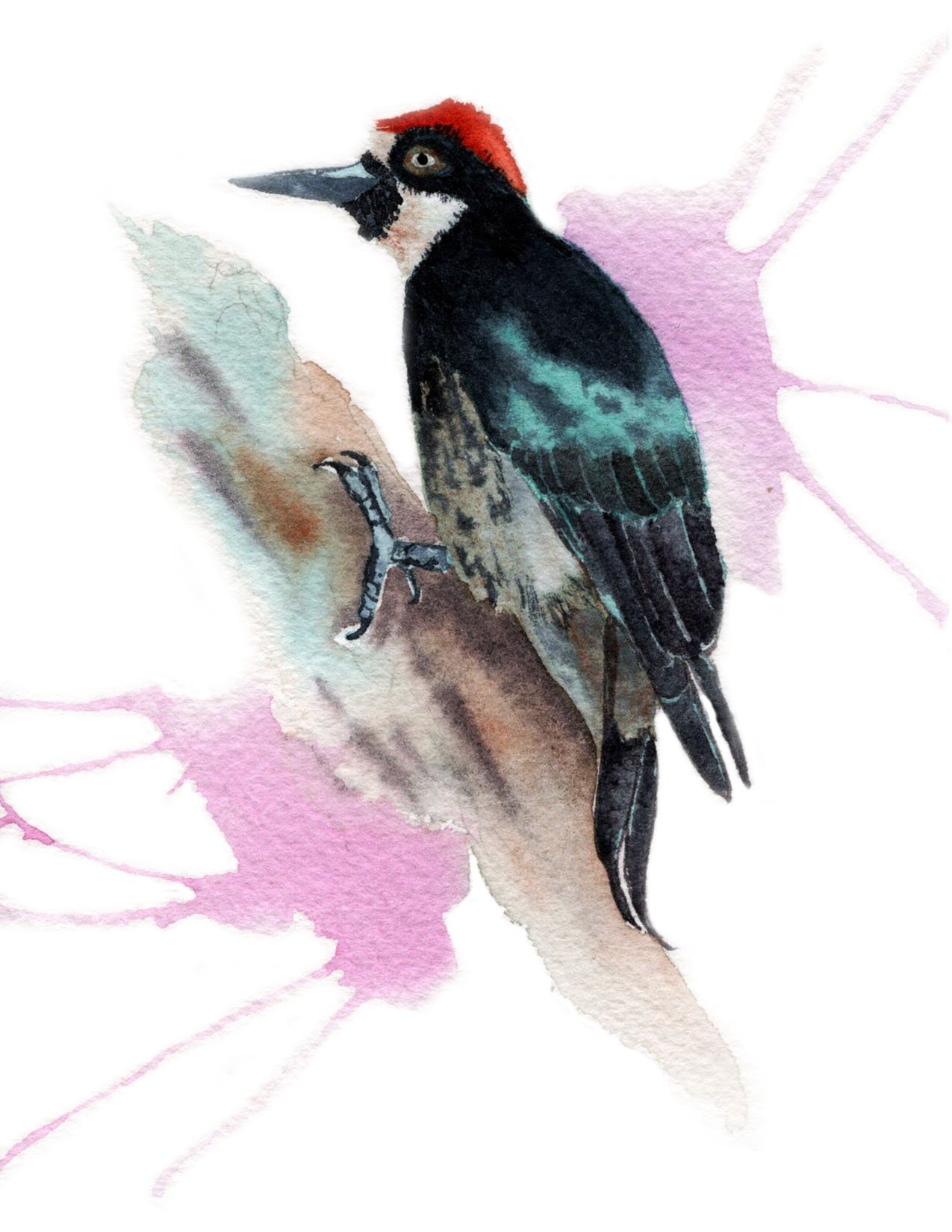 Acorn Woodpecker. Watercolor on Paper. 4.25"x5.5". 2026.
