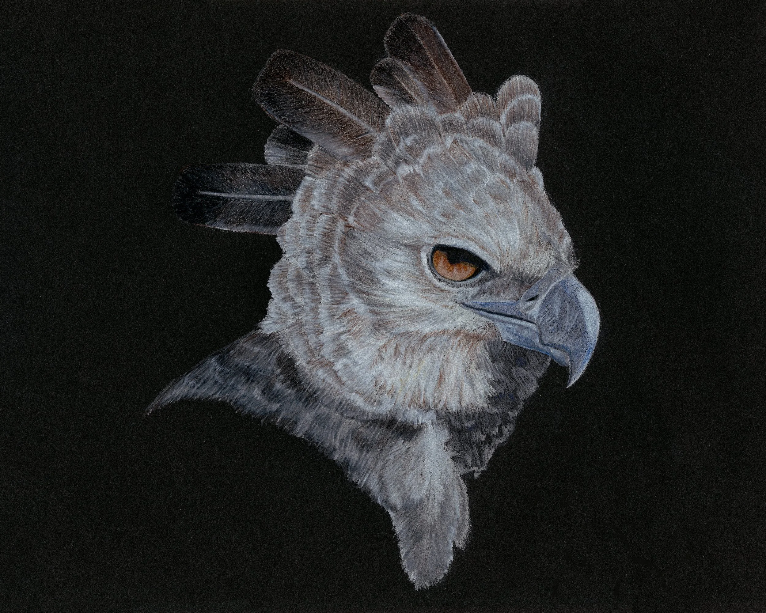 The Harpy Eagle. Colored Pencil on Black paper. 8"x10". 2014.