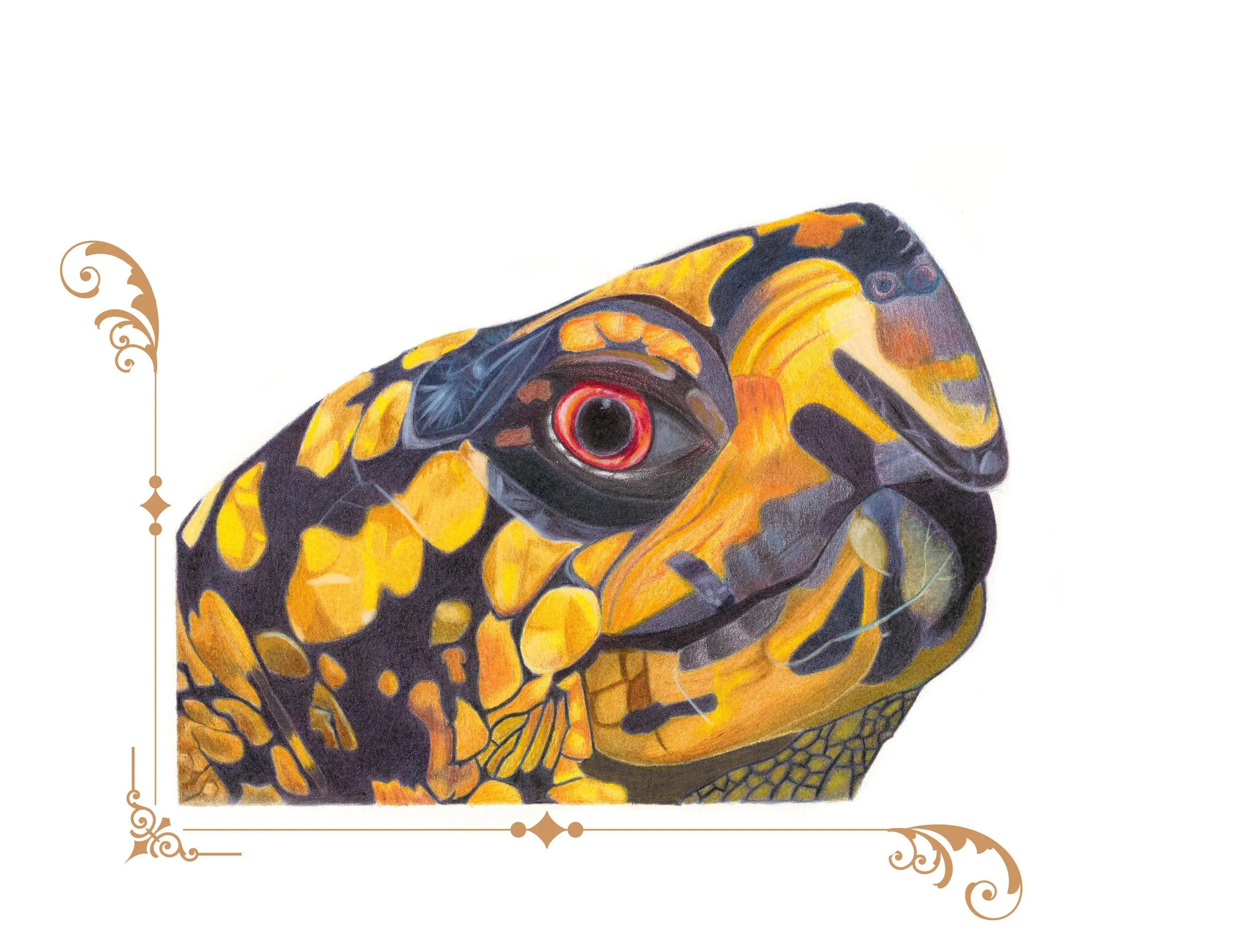 Eastern Box Turtle. Colored pencil on paper with digital motif. 8"x10". 2014.