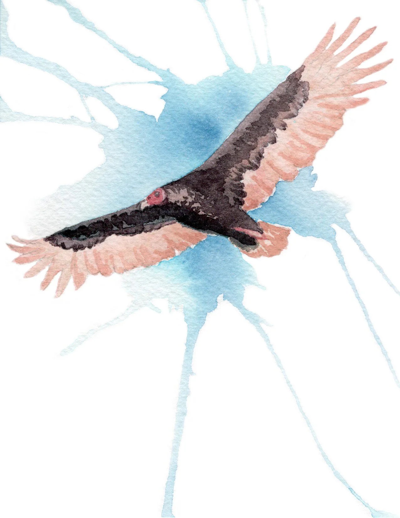 Turkey Vulture. Watercolor on paper. 4.25"x5.5". 2026