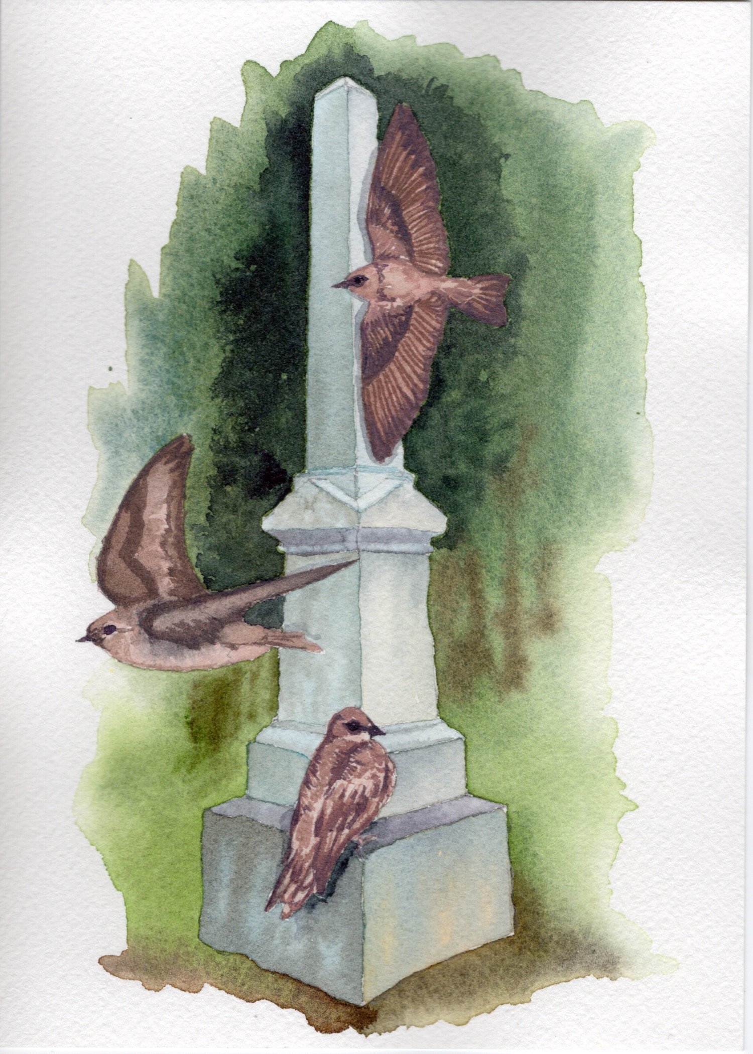 Northern Rough-Winged Swallows. Watercolor on paper. 5"x7". 2025.