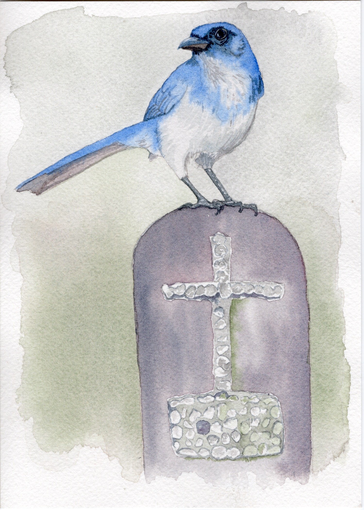California Scrub Jay. Watercolor on Paper. 5"x7". 2025.