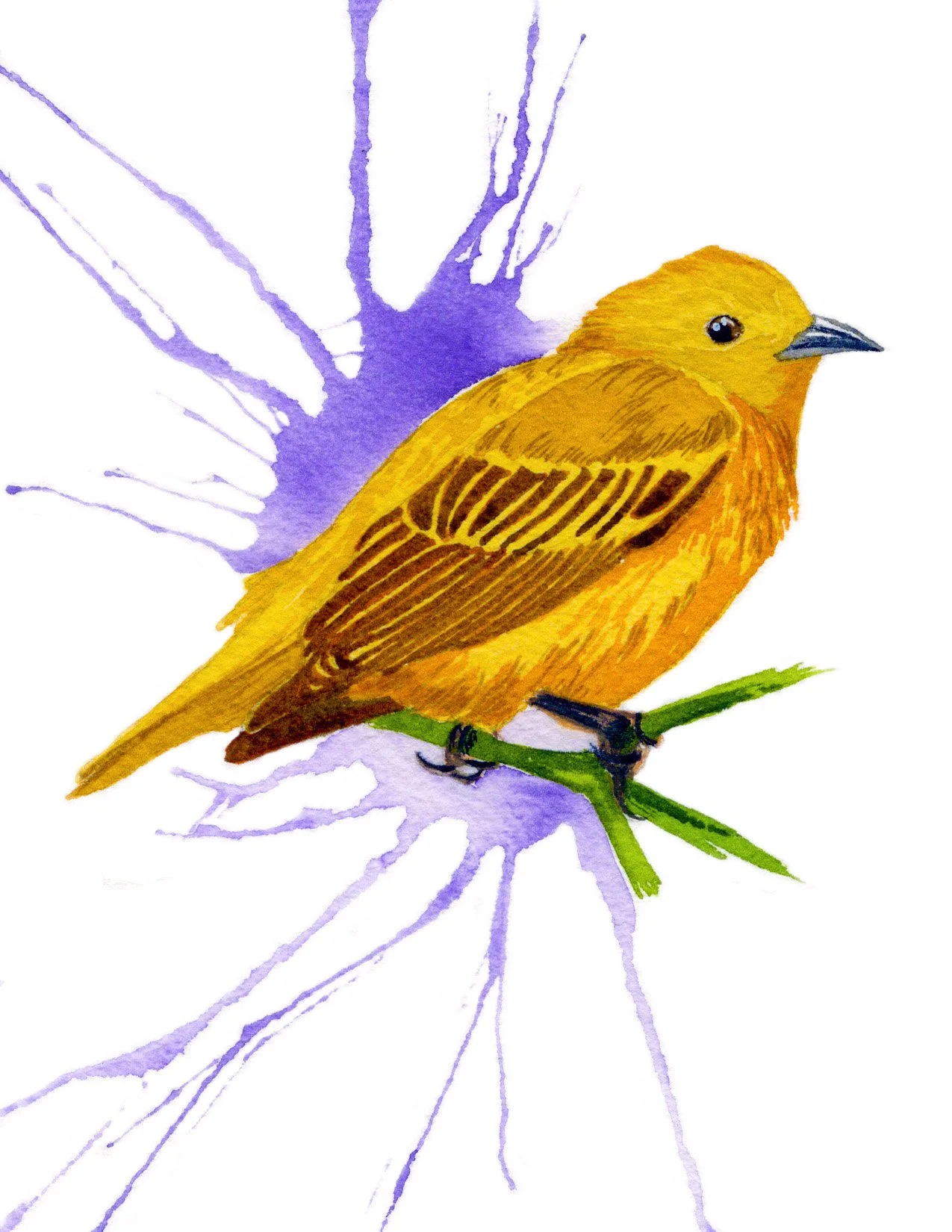 Yellow Warbler. Watercolor on Paper. 4.25"x5.5". 2026.