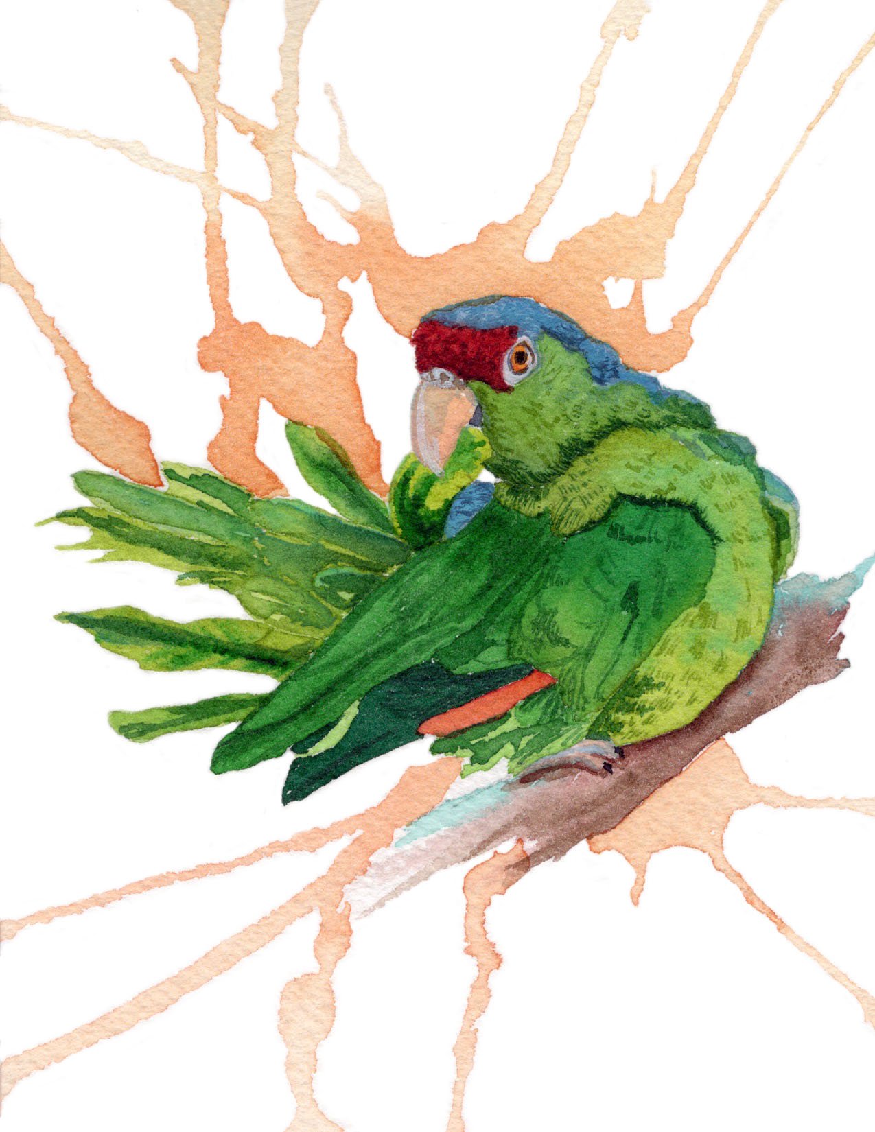 Lilac-Crowned Amazon Parrot. Watercolor on paper. 4.25"x5.5". 2026.
