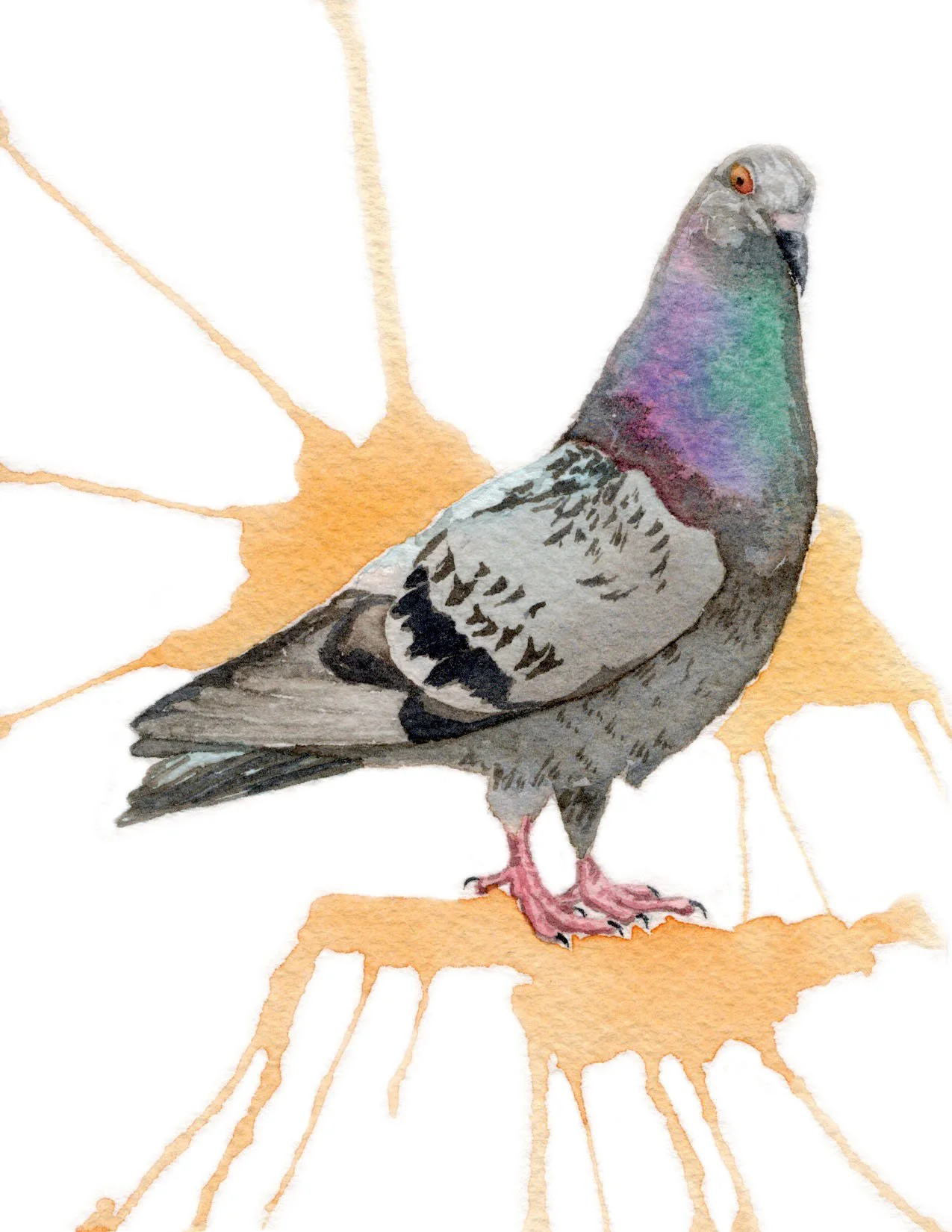 The Pigeon. Watercolor on Paper. 4.25"x5.5". 2026.