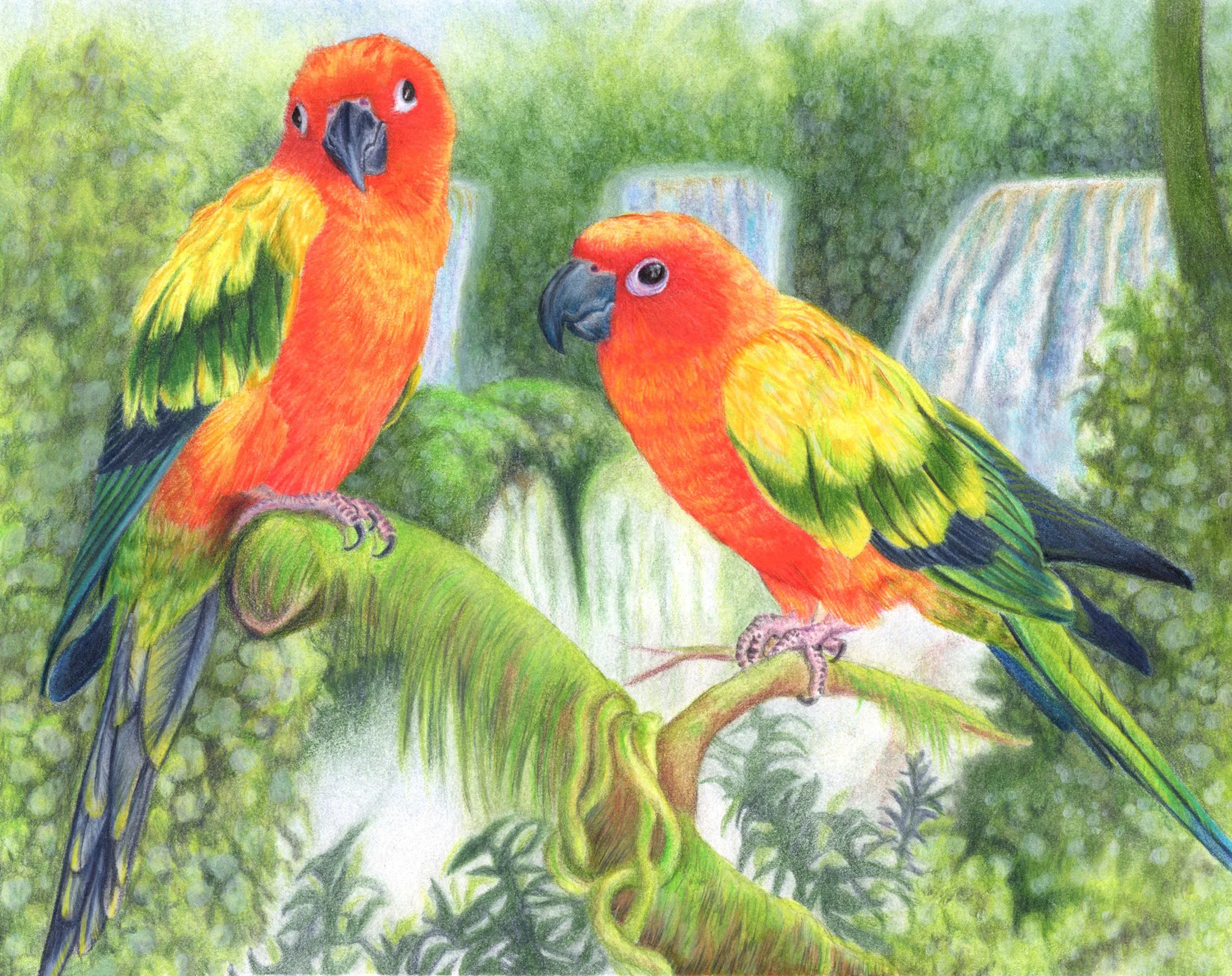 Wildlife Illustration