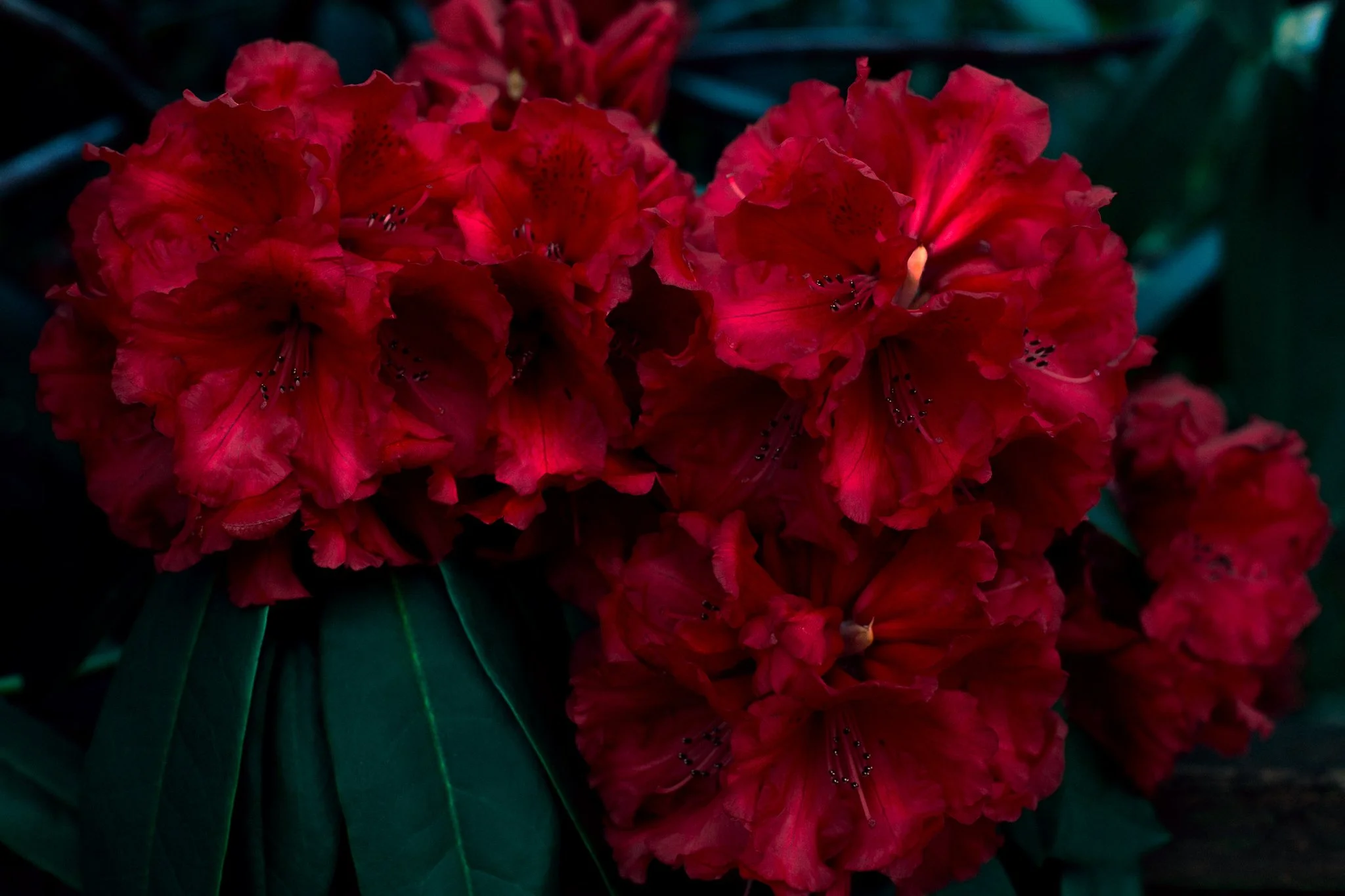 Andrea Rachelle Photography- @ambluu-1.jpg