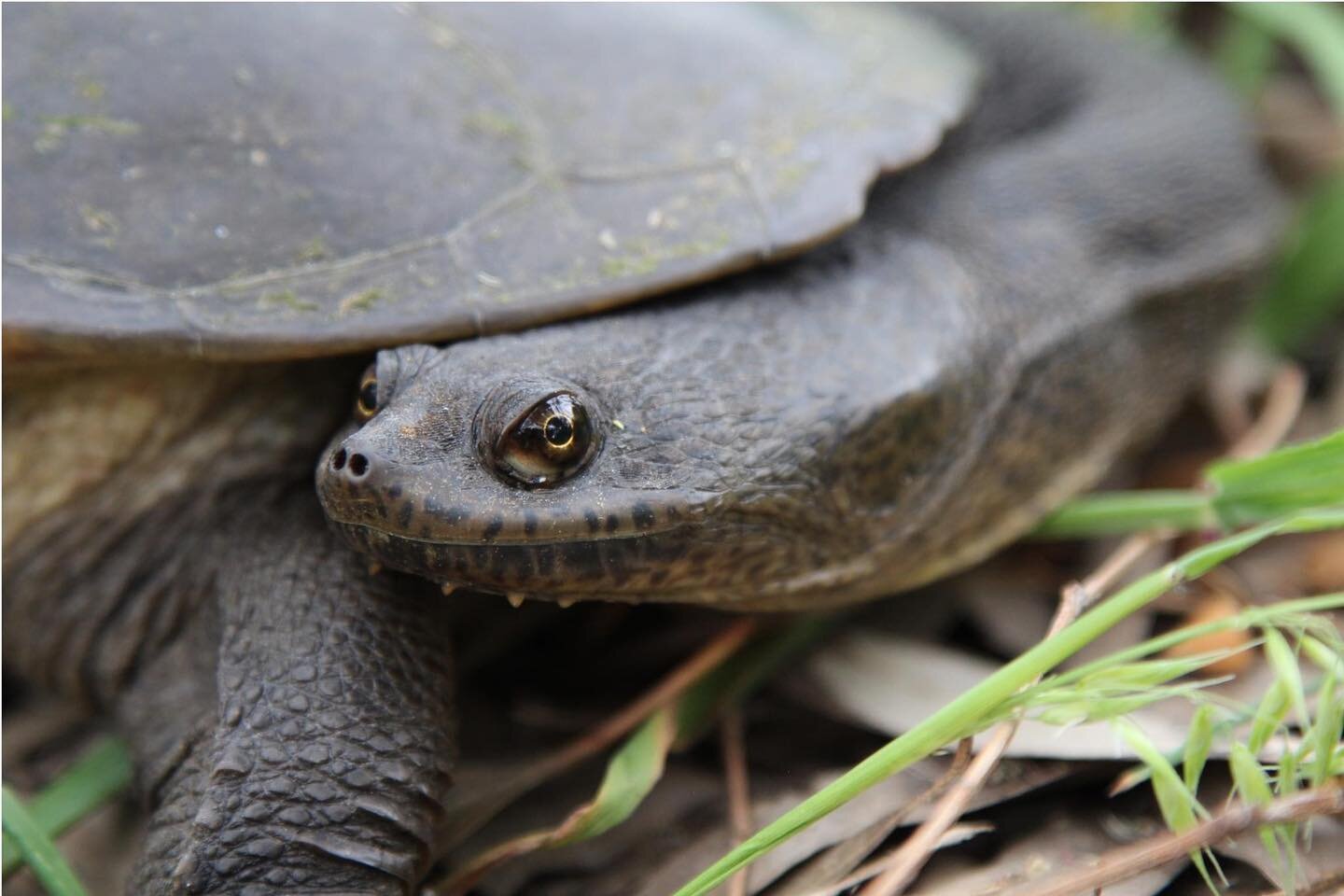 🐢Turtle nesting season is still going! 🐢
We would love #SOSNT #TurtleTracker teams to  keep patrolling your wetlands until the end of November. But if you've finished up already then a huge THANK YOU for your time this season. You have really made 