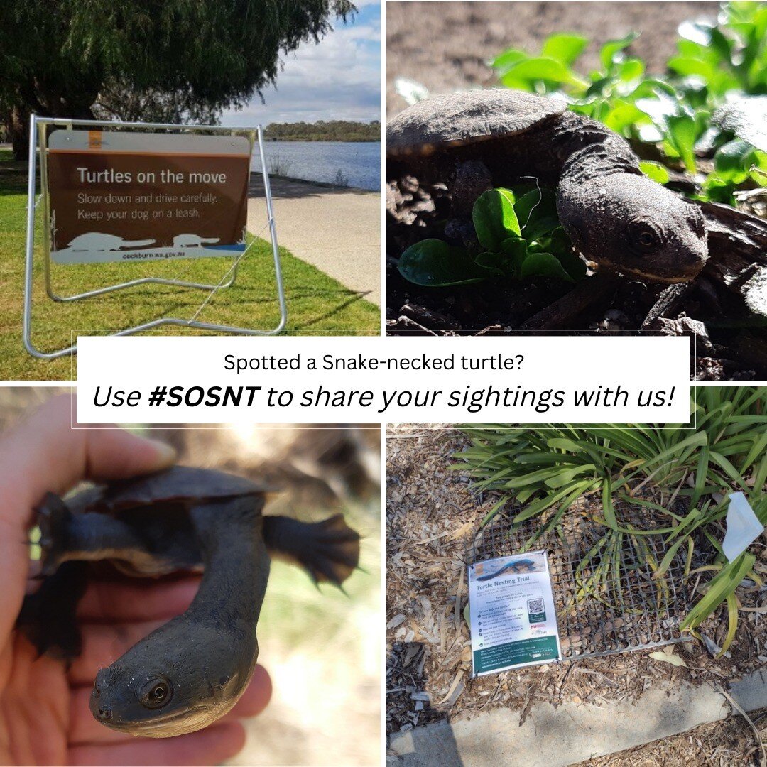 We are nearly at the end of this year's nesting season! 🐢

Turtle Trackers have been super busy for the last 5 weeks spotting and protecting our Snake-Necked Turtles. Have you seen them in action?

Use #SOSNT or tag us so we all can see what you hav
