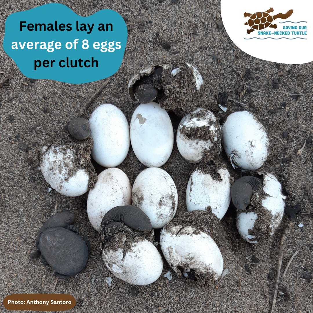 Female southwestern snake-necked #turtles lay an average of 8 eggs per clutch, though can lay as few as 3 and as many as 17 eggs!

World Turtle Day is fast approaching - come back tomorrow for another fun southwestern snake-necked turtle fact!

To le