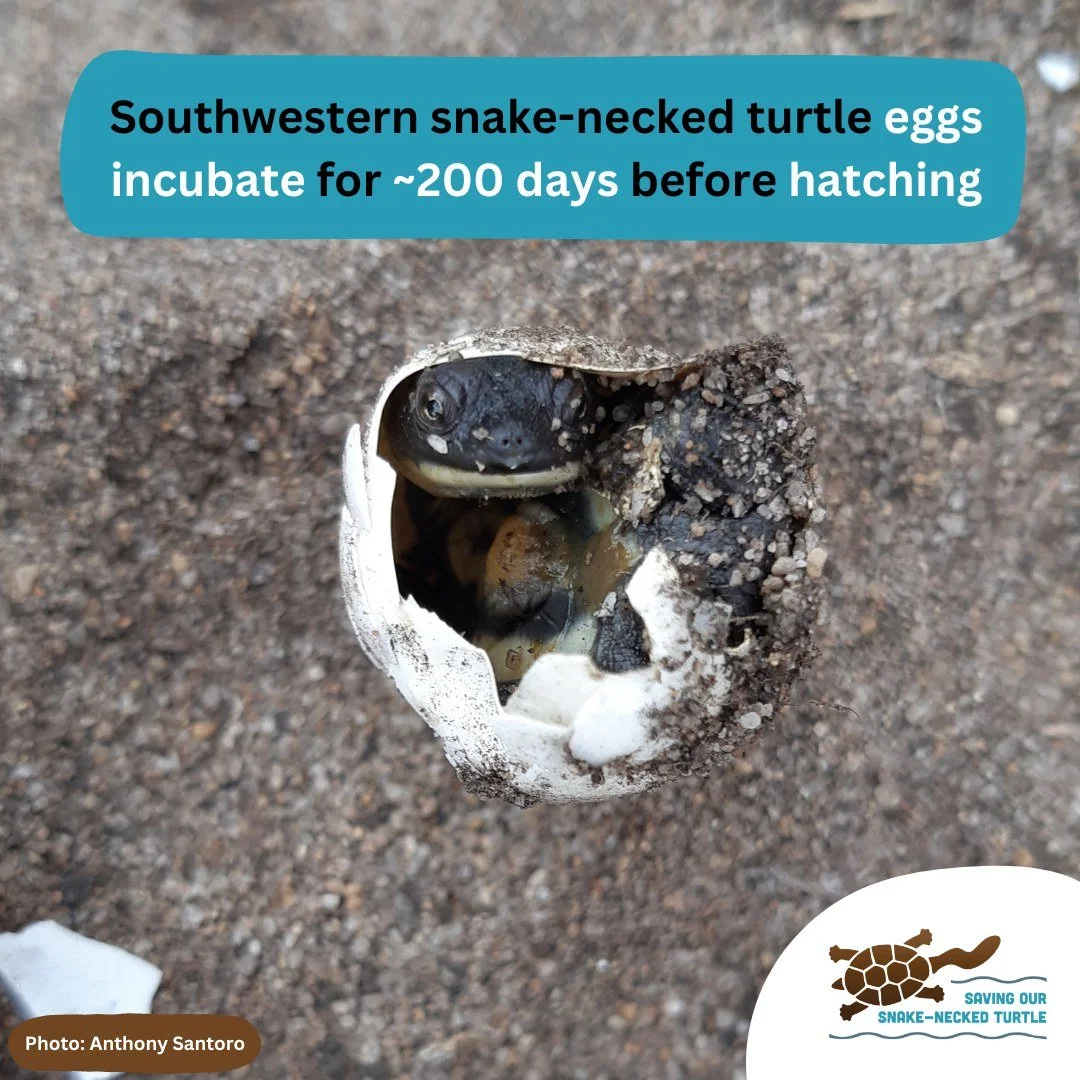 Look at that cute little face!

After being laid, #southwestern snake-necked #turtle eggs take an average of 200 days to hatch! This duration changes based on the temperatures experienced over that time.

World Turtle Day is coming up (23rd May). Joi