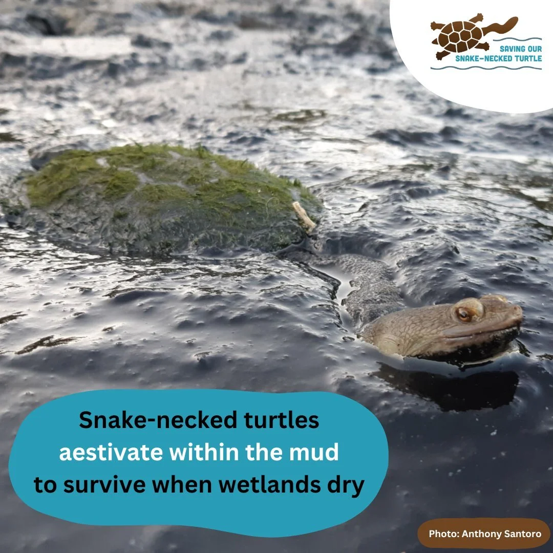 Did you know? The southwestern snake-necked #turtle has a fascinating survival strategy for the dry season called #aestivation!

When water sources dry up, these incredible #turtles burrow into the mud and enter a state similar to #hibernation. This 