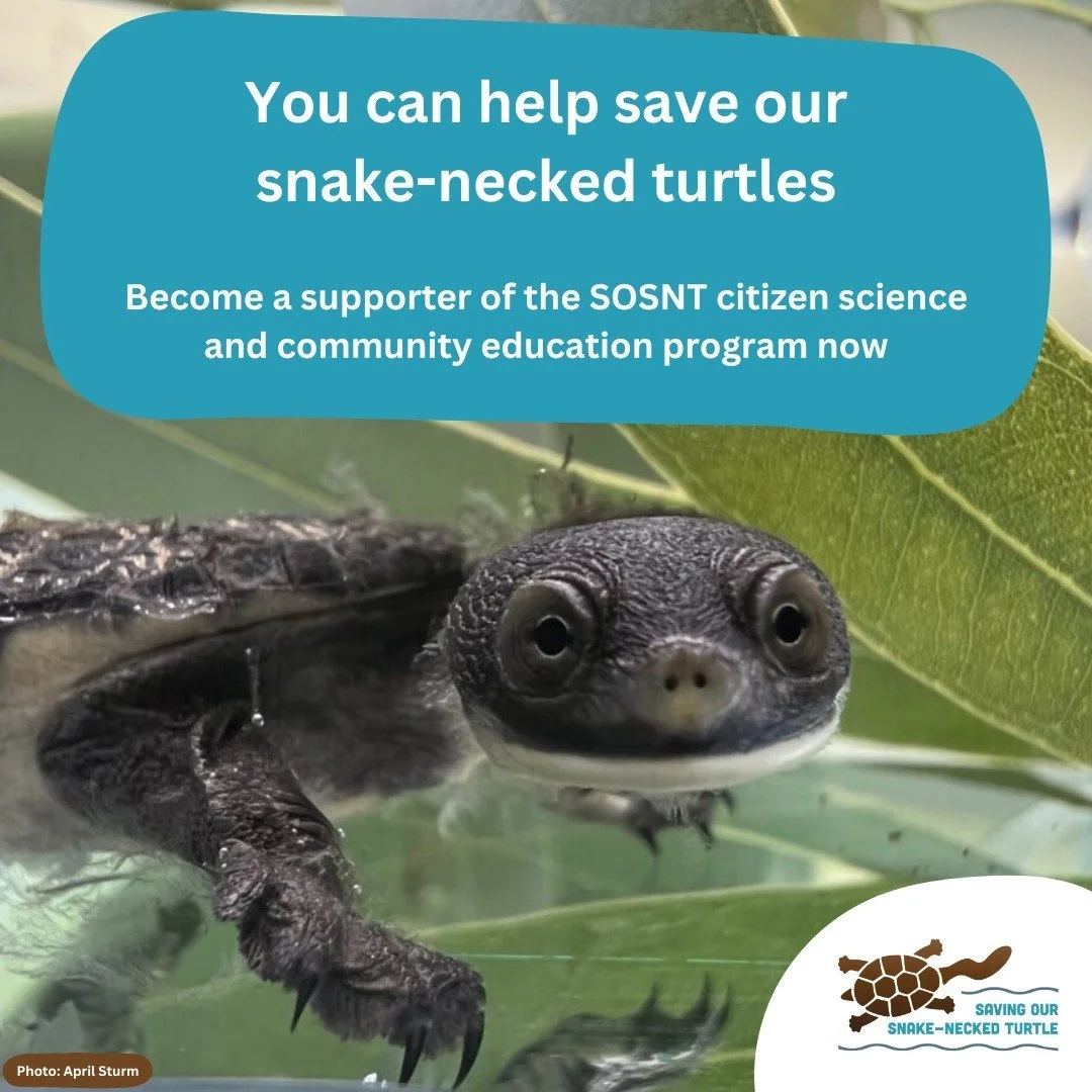 The SOSNT team are looking for like-minded individuals and organisations to support our citizen science and education programs. 
With your help we can ensure the continued and expanded education awareness and training across the range of the southwes