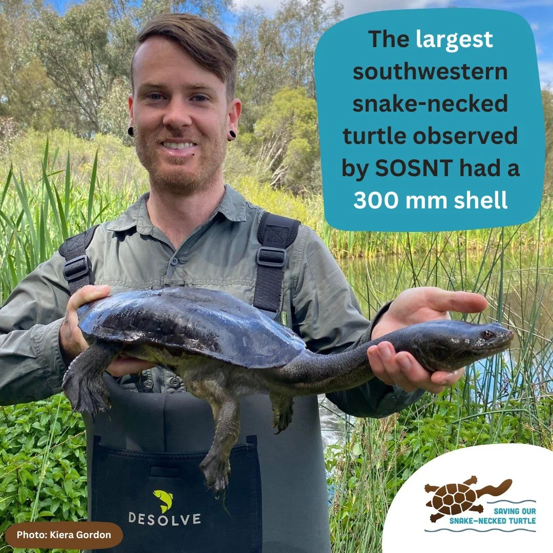 🐢 Fun Fact: The southwestern snake-necked #turtle, also known as Chelodina #oblonga, boasts a distinctive long neck and a shell that increases in size as they age. 🐢

Adult shells typically measure between 15-30 cm in length, making them one of the