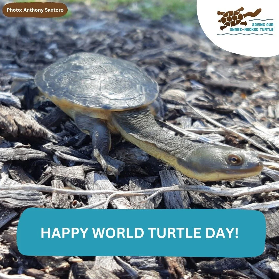 🌍🐢 Happy World Turtle Day! 🐢🌍

Today, we celebrate these incredible creatures that have roamed the earth for over 200 million years. From the oceans to freshwater habitats, hashtag#turtles play a crucial role in maintaining healthy hashtag#ecosys
