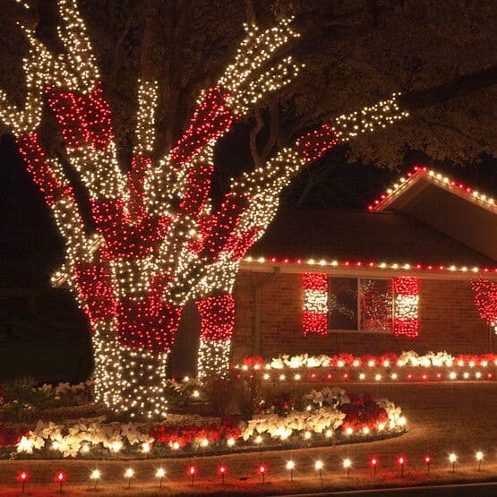 warm-white-and-red-led-tree-lights-professional-installation.jpg