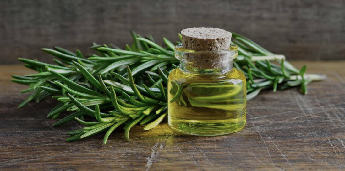 Can Rosemary Oil treat Hair Loss?