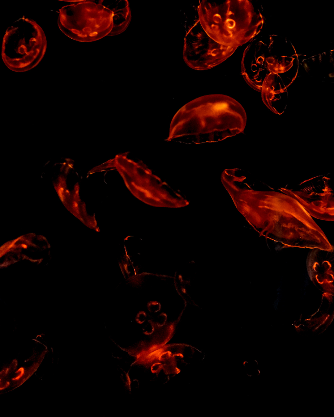 Exosome Hair Treatment London: The 2026 Guide to the Most Advanced Regenerative Hair Therapy