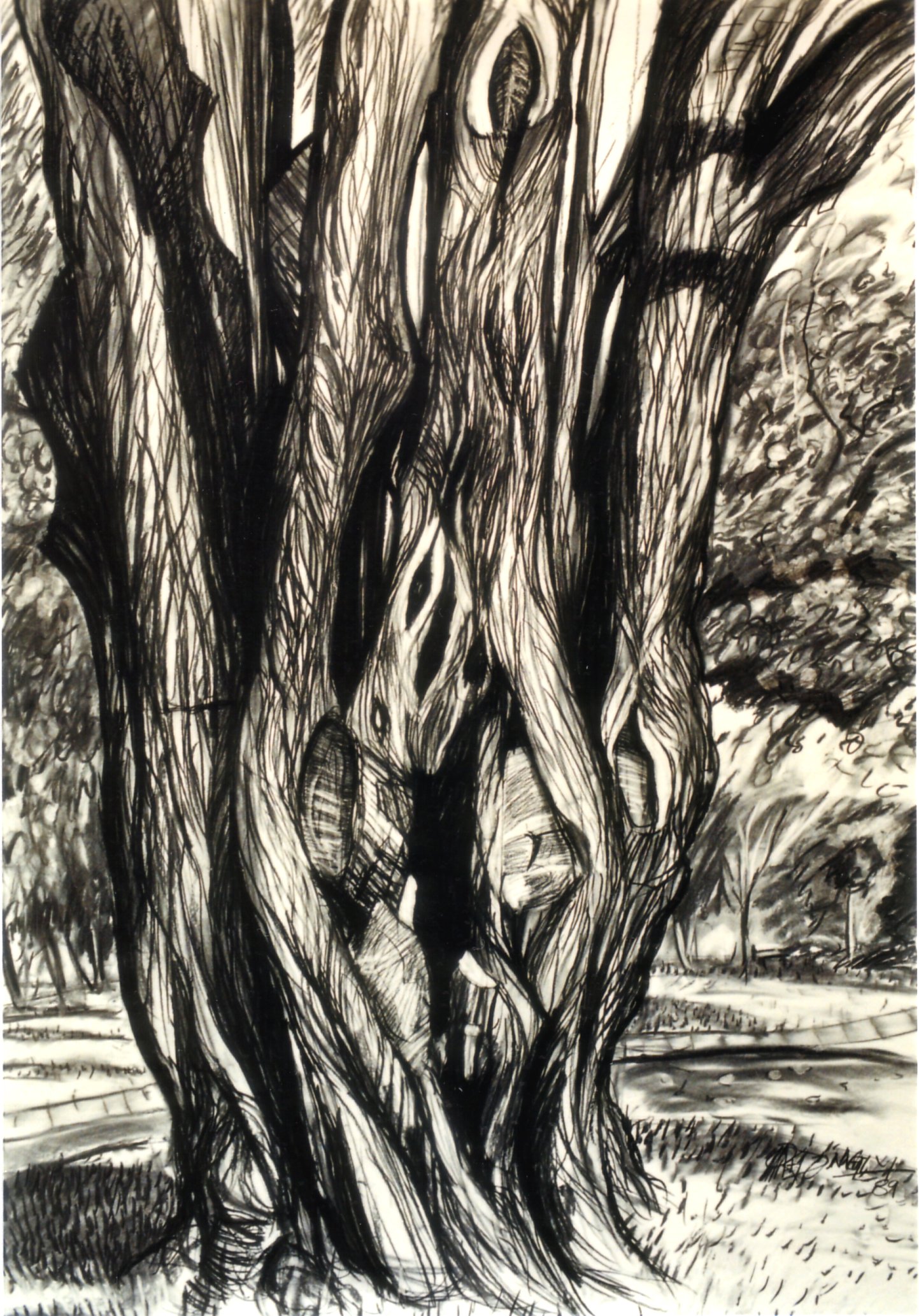 "Cypress Tree", Charcoal and Pastel on University Cartridge, 1989, (Collection of the Artist).
