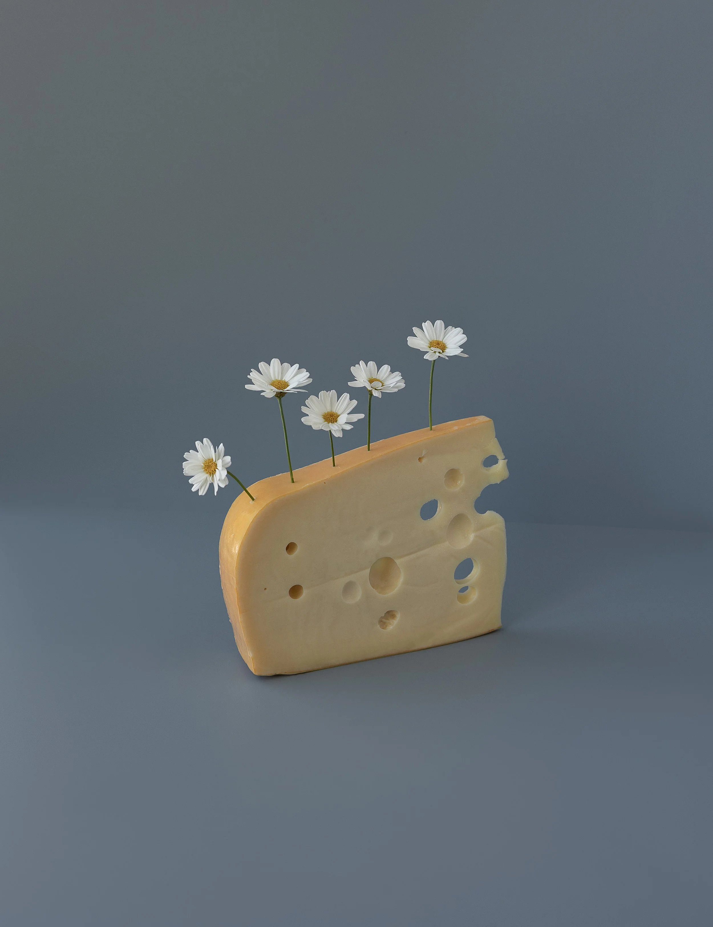 Daisy Cheesey.jpg
