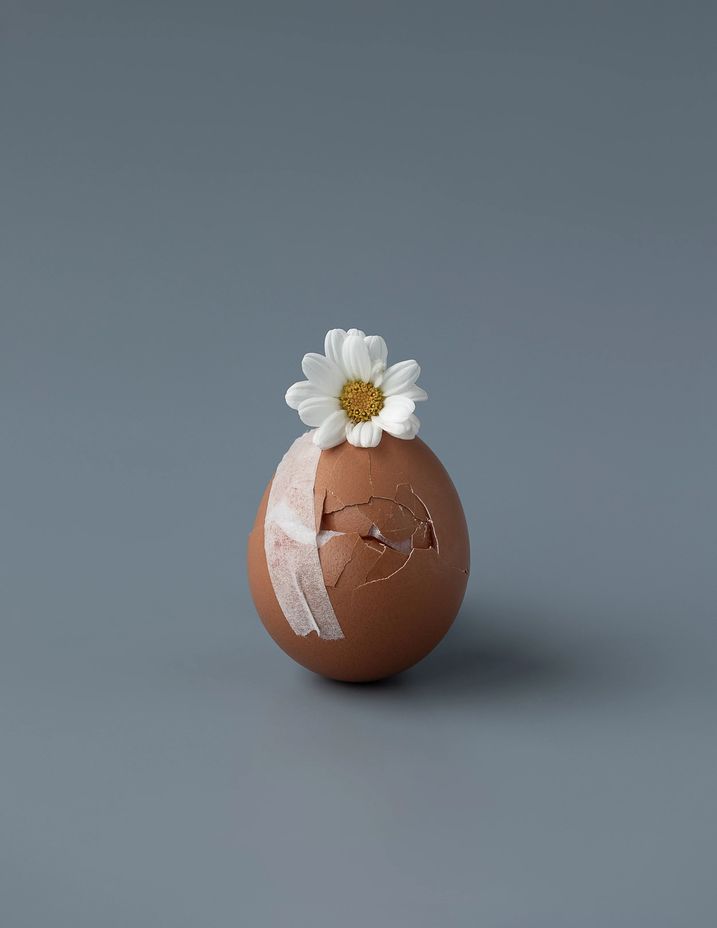 Daisy Egg.jpg