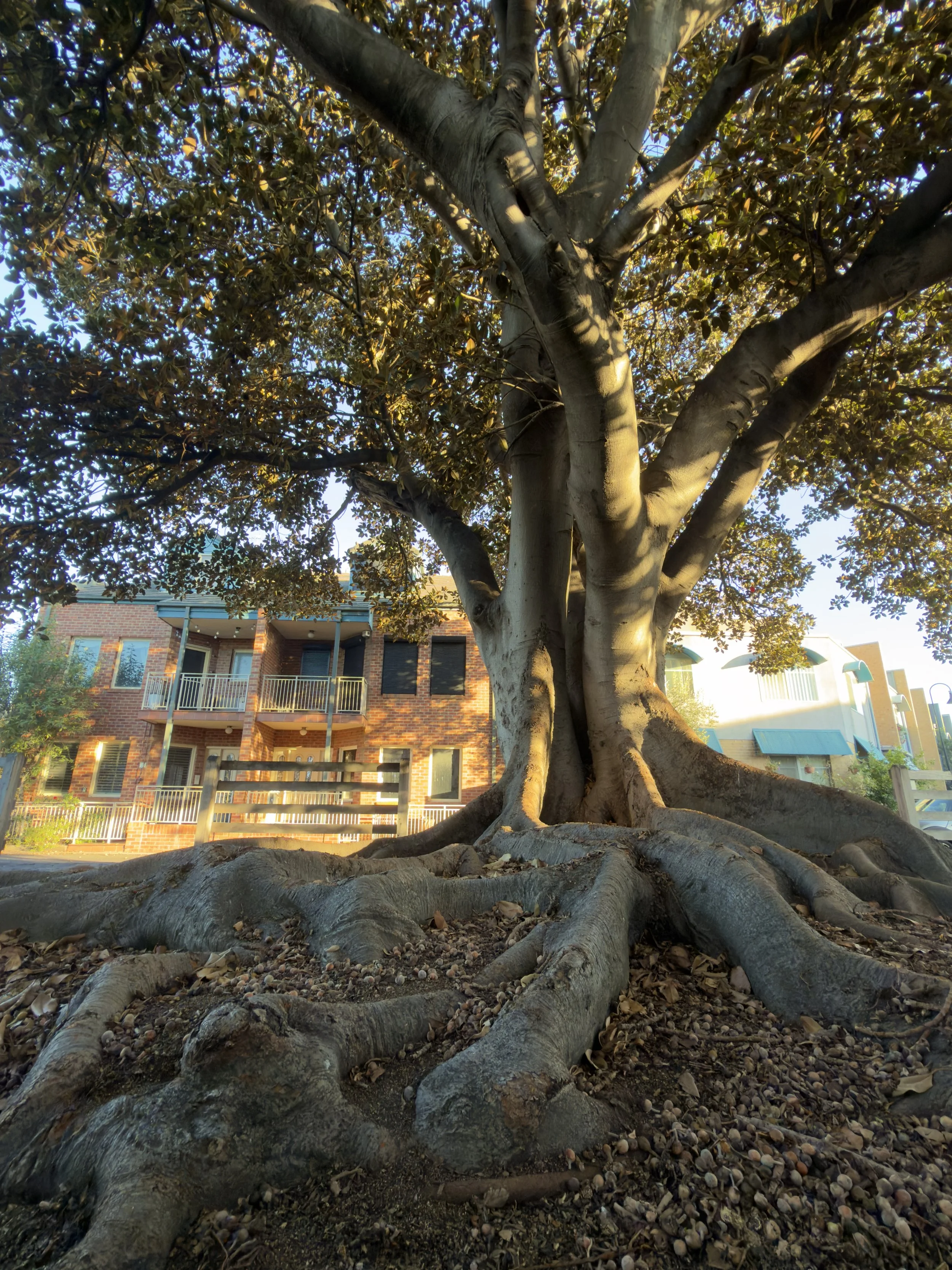 A historic fig tree in Kensington Banks, relocated in the 1990s. Image courtesy Samira Rezai.